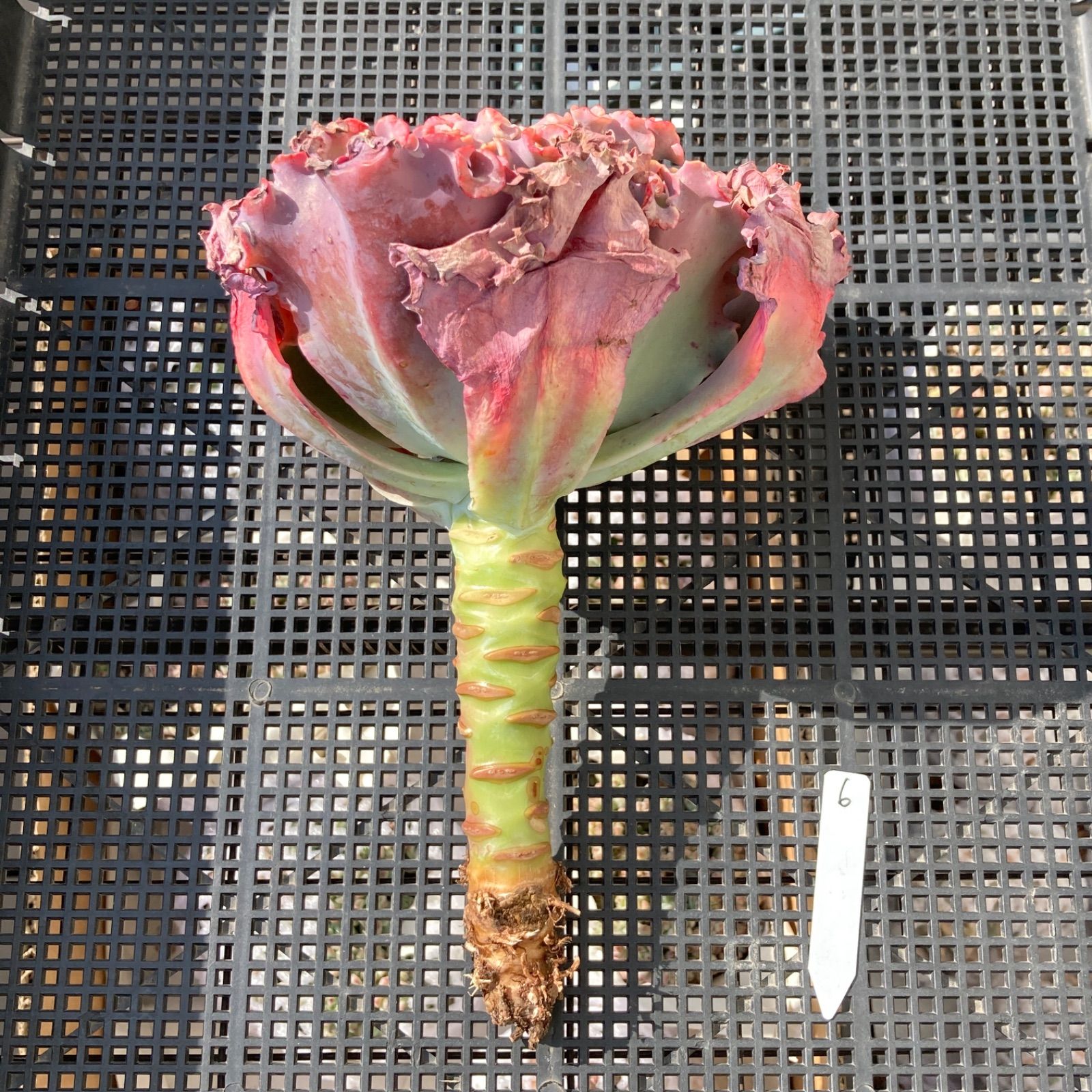 新入荷｜送料込】エケベリア 韓国苗 超大苗 メリディアン 多肉植物