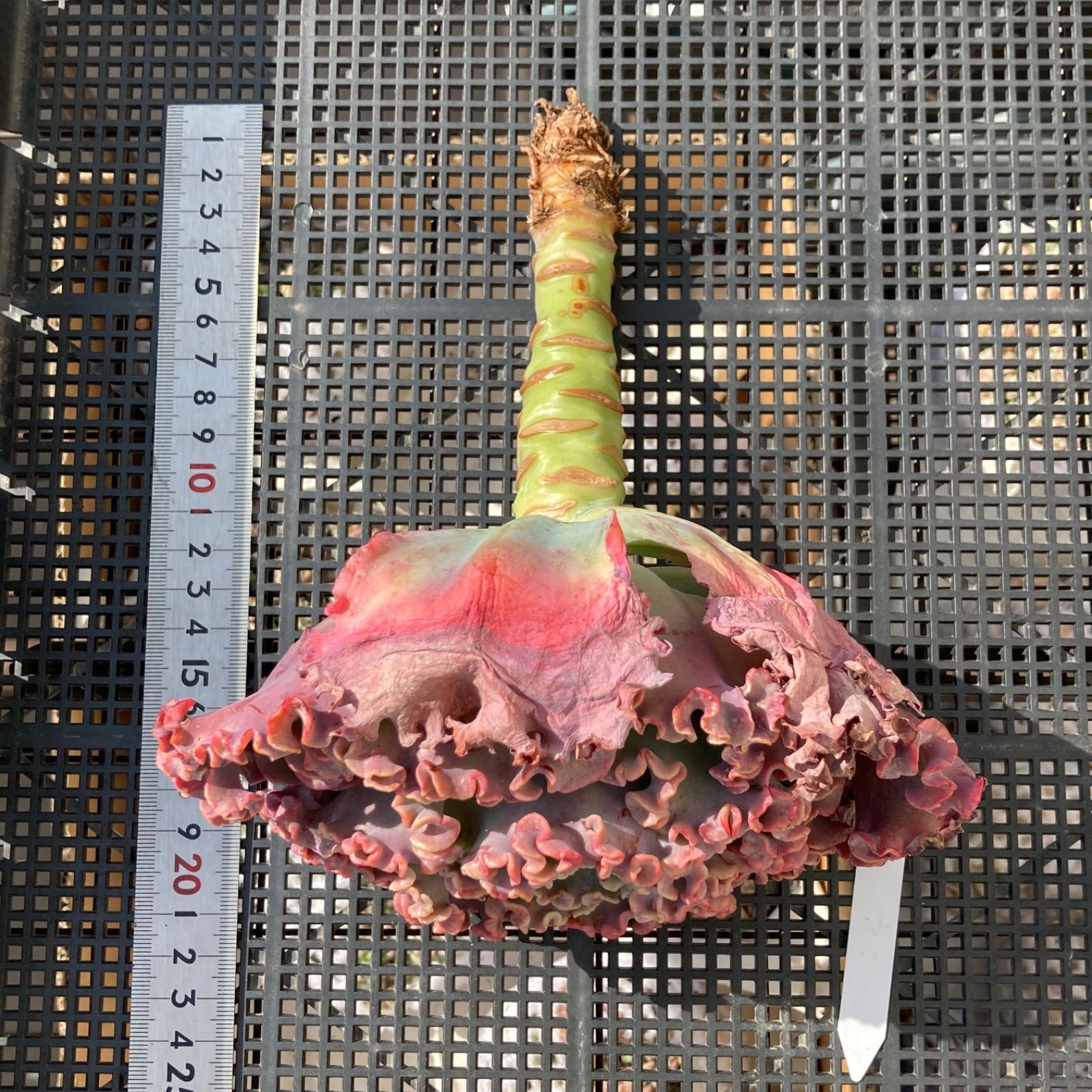 新入荷｜送料込】エケベリア 韓国苗 超大苗 メリディアン 多肉植物