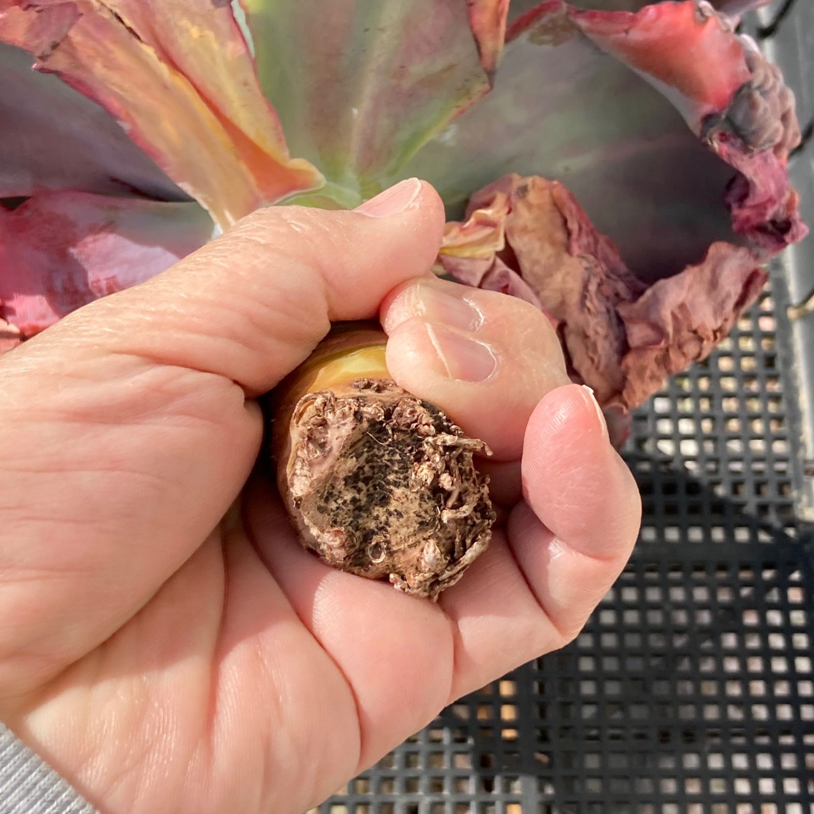 新入荷｜送料込】エケベリア 韓国苗 超大苗 パープルスプリング