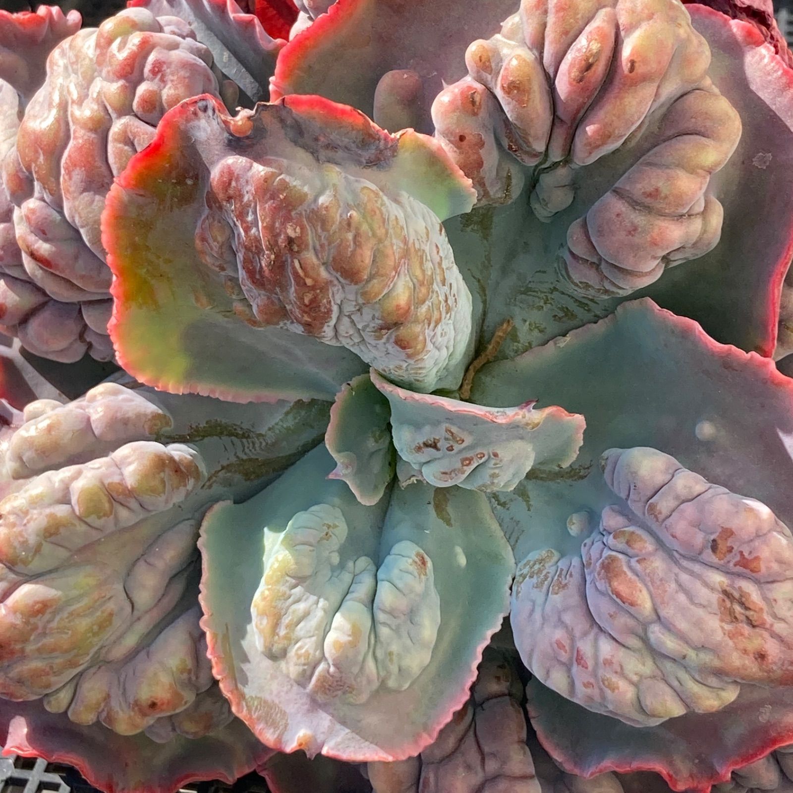 新入荷｜送料込】エケベリア 韓国苗 超大苗 パープルスプリング