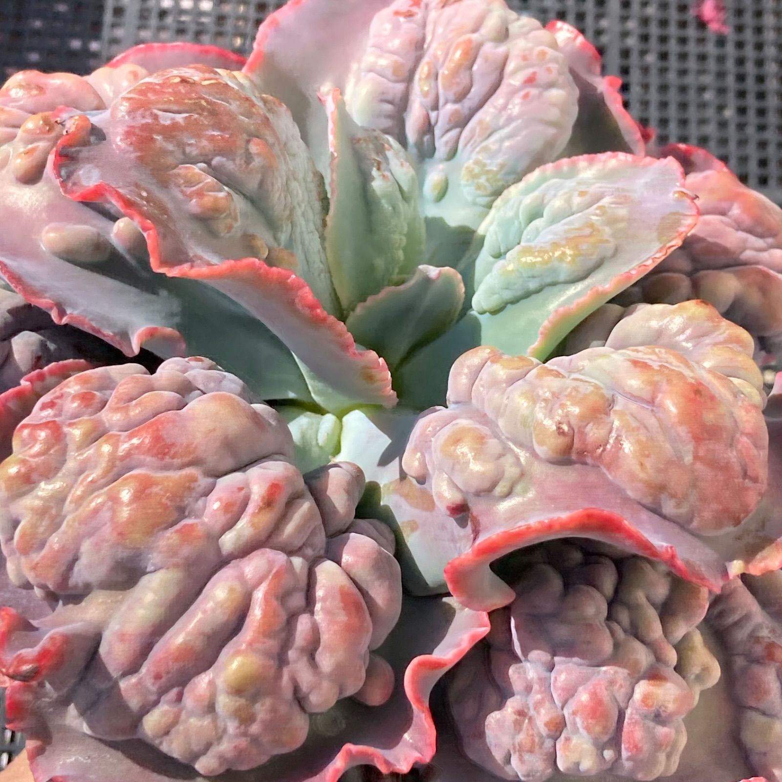 新入荷｜送料込】エケベリア 韓国苗 超大苗 パープルスプリング