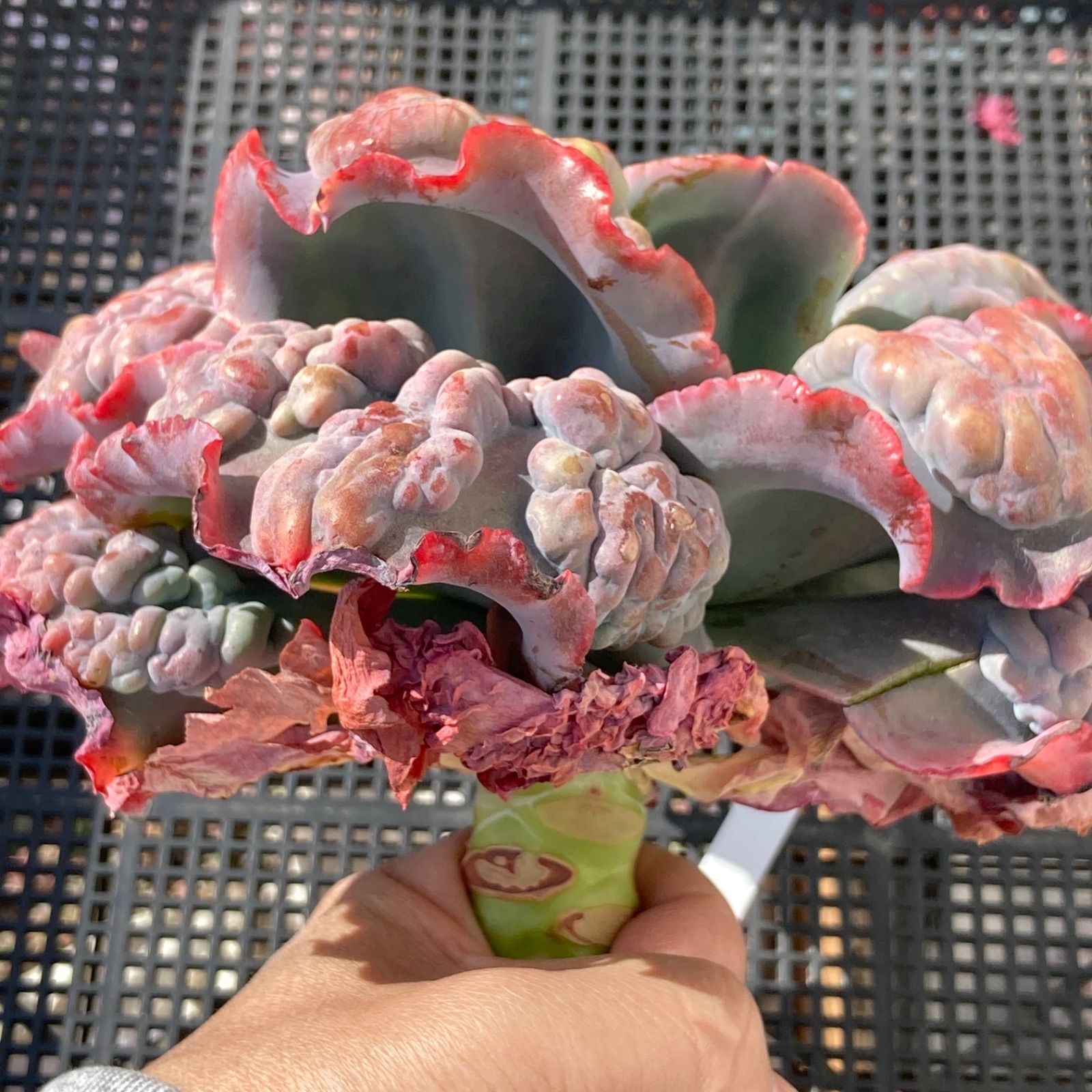 新入荷｜送料込】エケベリア 韓国苗 超大苗 パープルスプリング