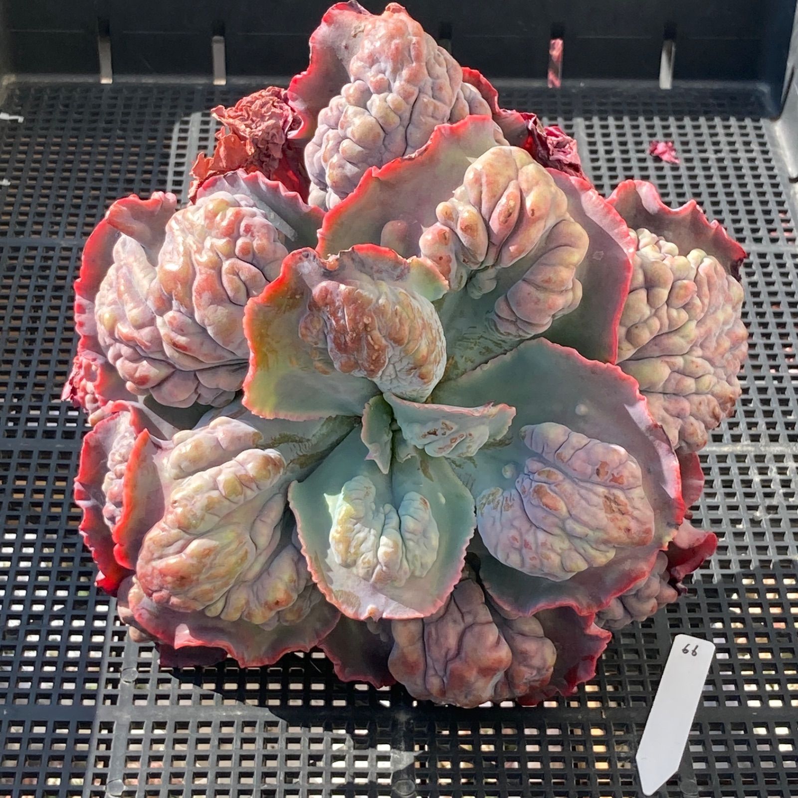 新入荷｜送料込】エケベリア 韓国苗 超大苗 パープルスプリング