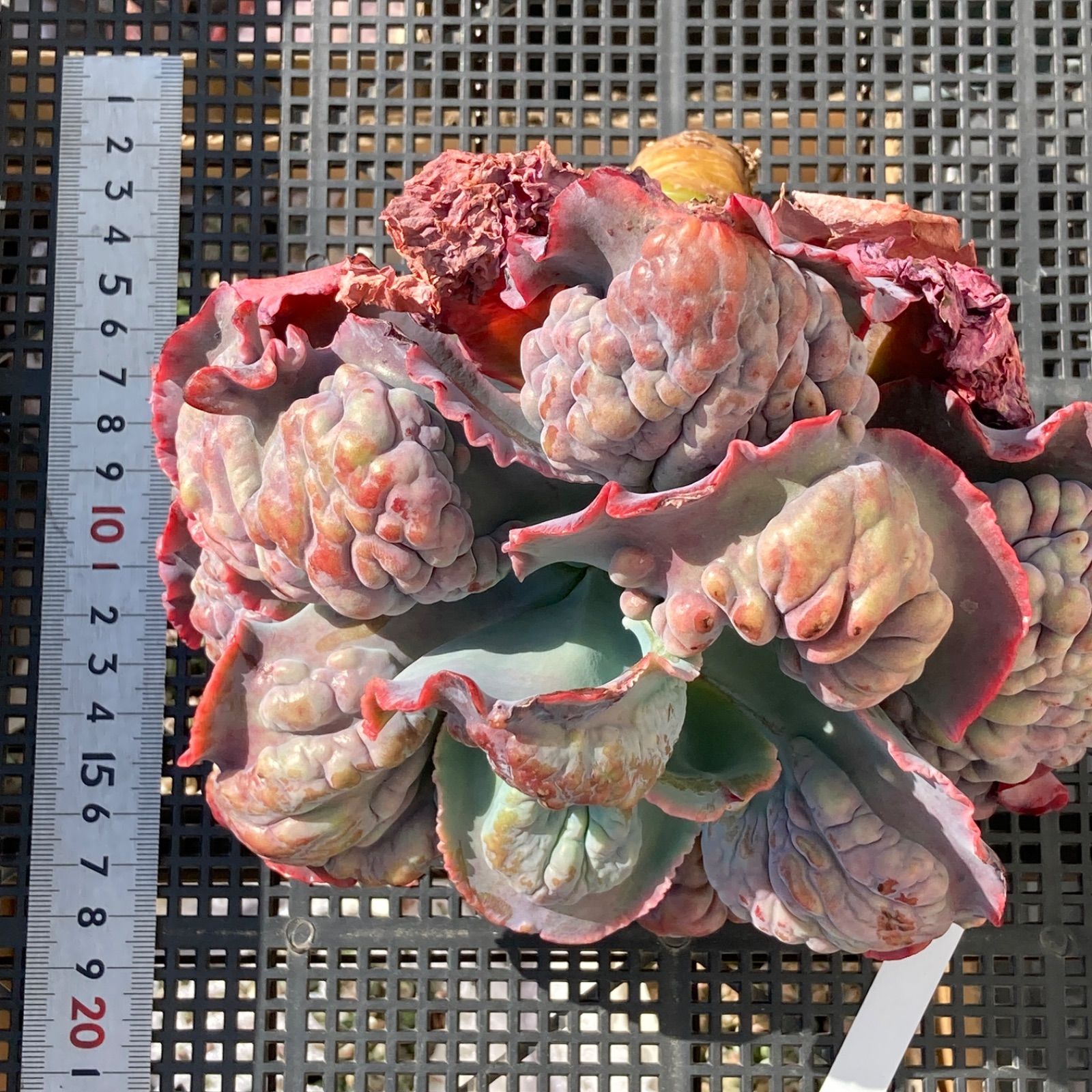 【新入荷】エケベリア　韓国苗　パープルスプリングドリーム　超特大　多肉植物 新入荷｜送料込】エケベリア 韓国苗 超大苗 パープルスプリング