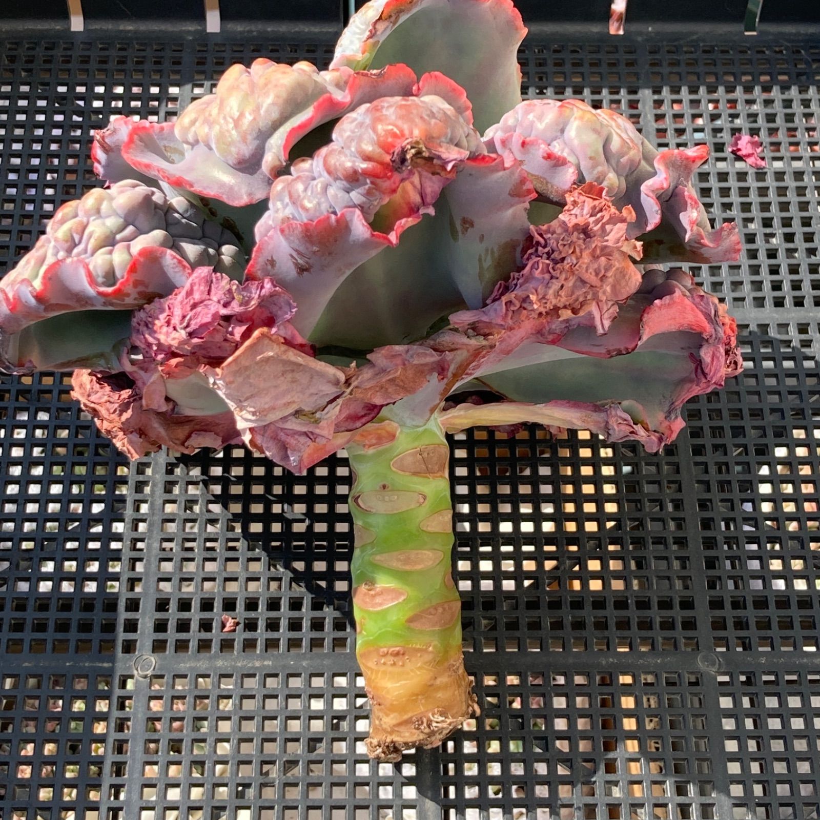 新入荷｜送料込】エケベリア 韓国苗 超大苗 パープルスプリング