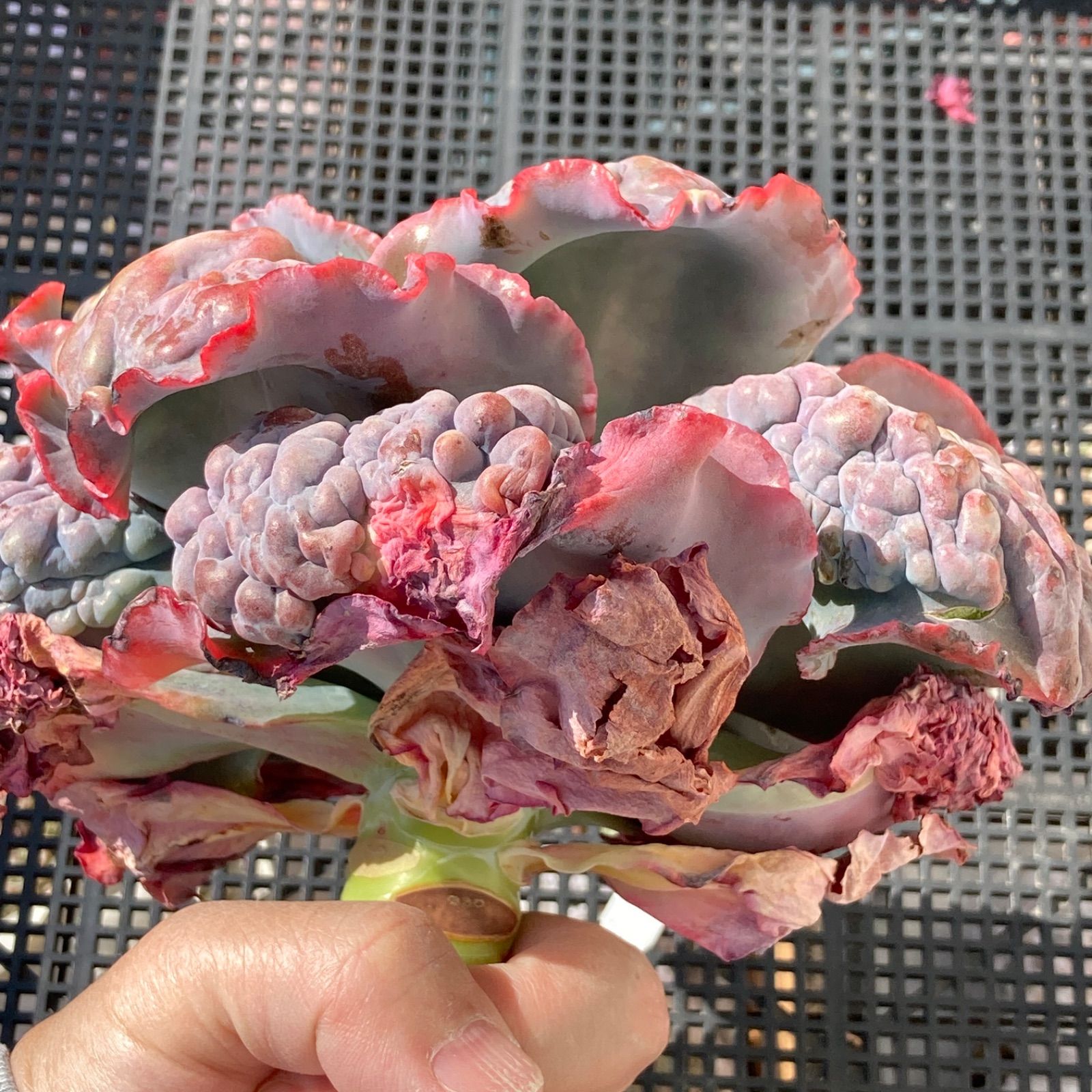 新入荷｜送料込】エケベリア 韓国苗 超大苗 パープルスプリング