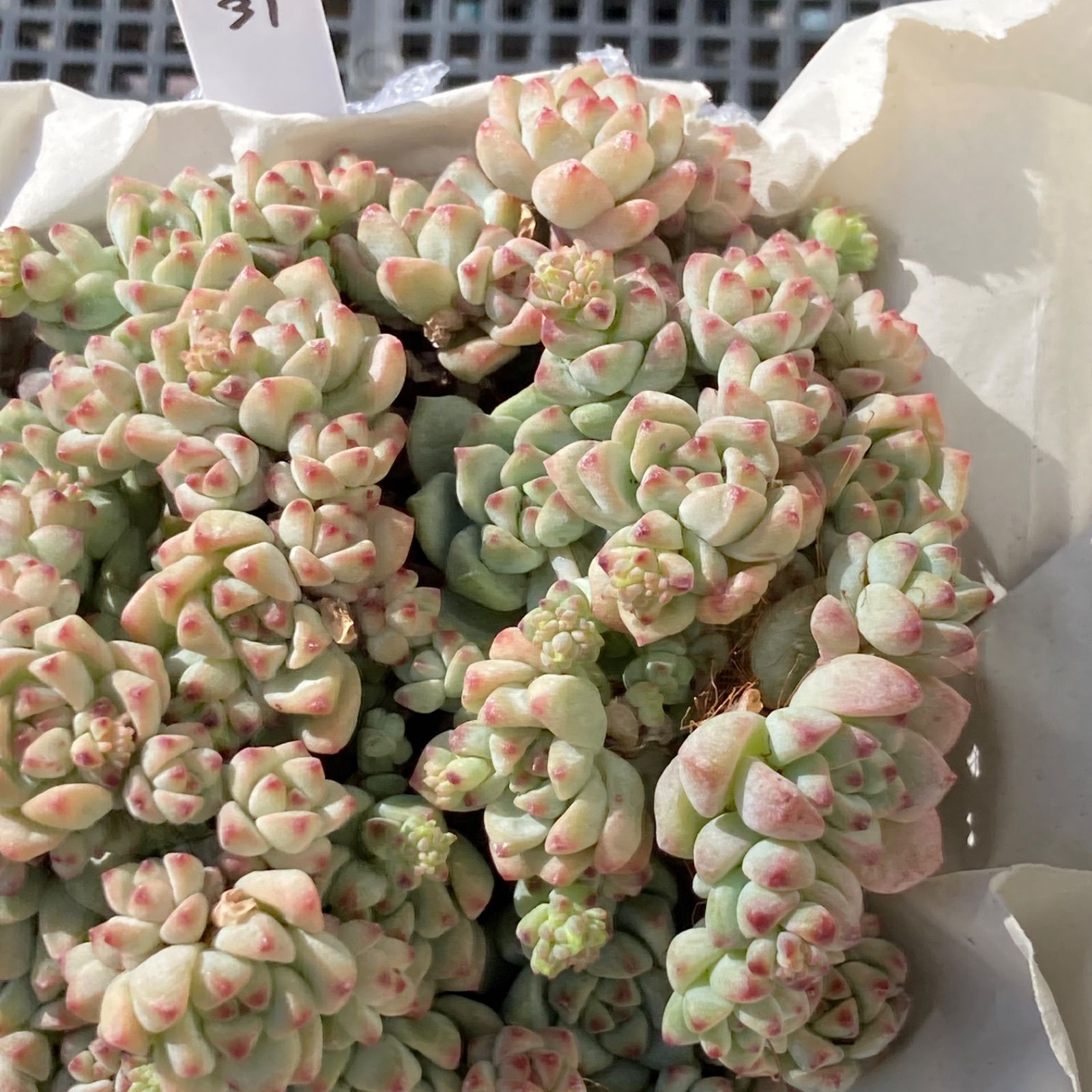 新入荷｜送料込】エケベリア 韓国苗 キャラメルスプライト群生 多肉