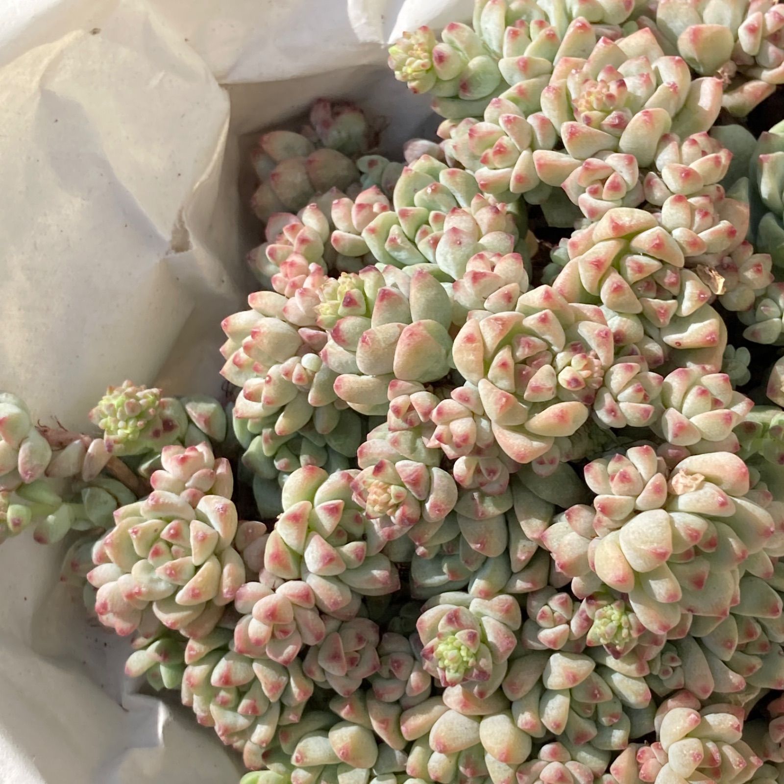 エケベリア 韓国苗 超特大サイズ キャラメルスプライト群生 多肉植物