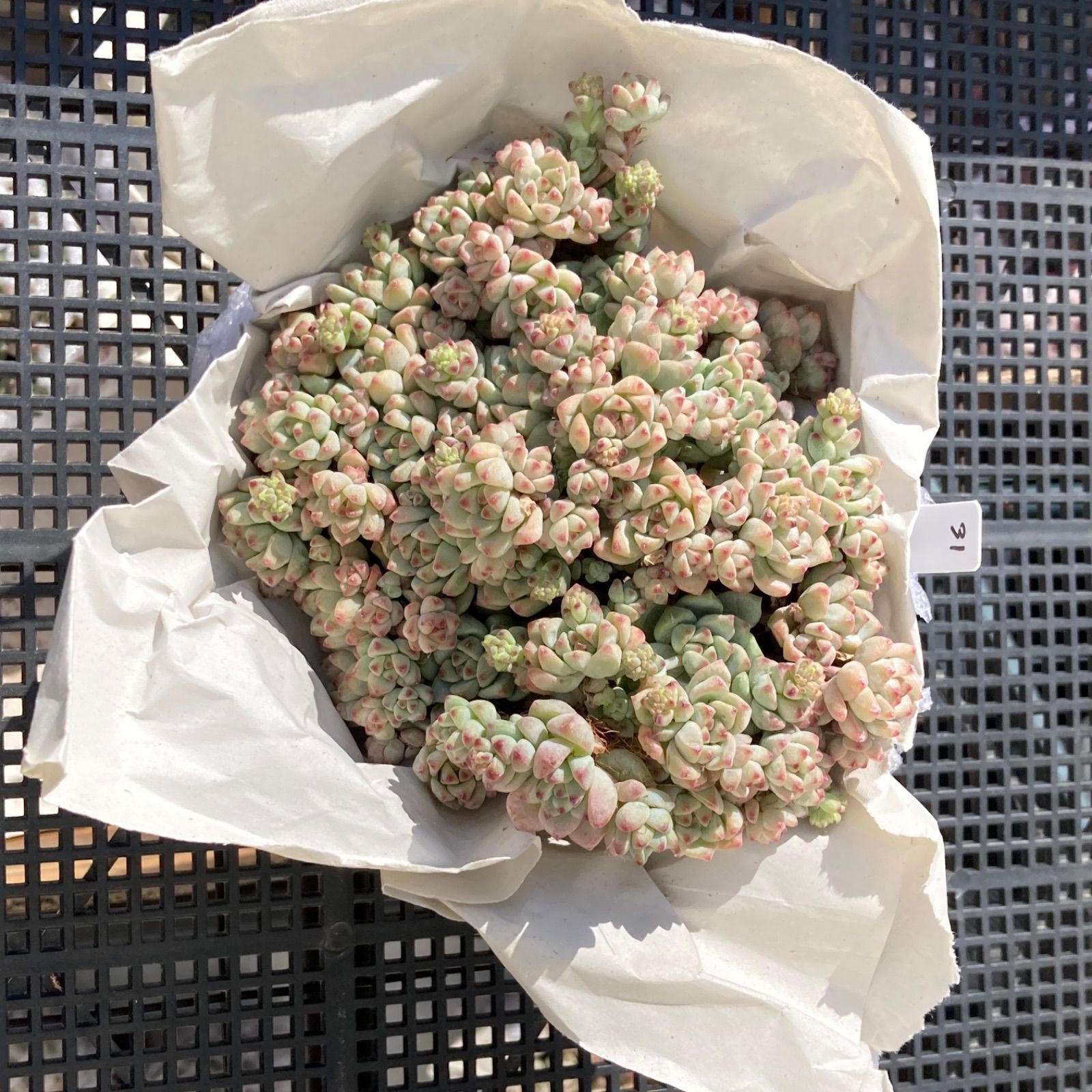 新入荷｜送料込】エケベリア 韓国苗 キャラメルスプライト群生 多肉