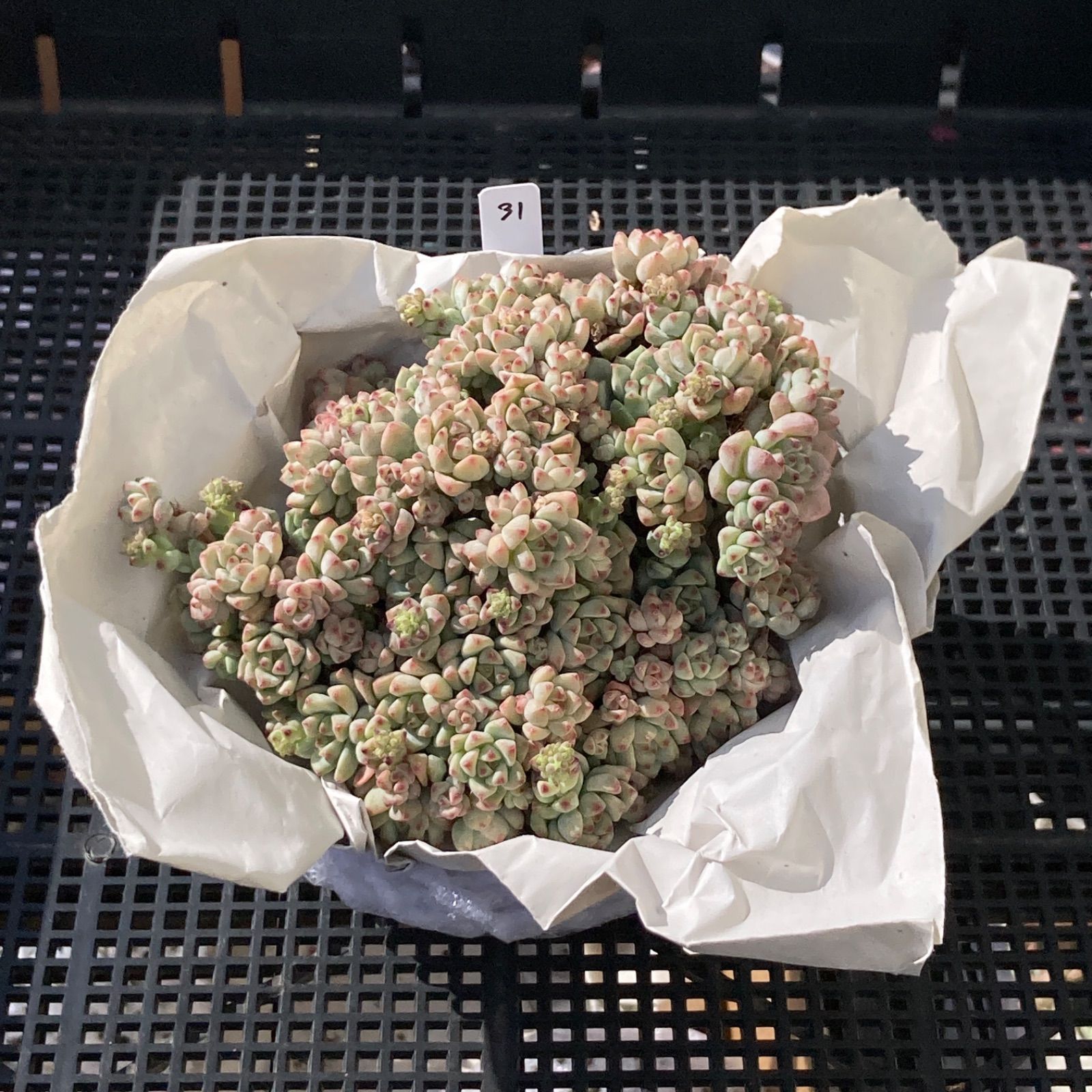 新入荷｜送料込】エケベリア 韓国苗 キャラメルスプライト群生 多肉