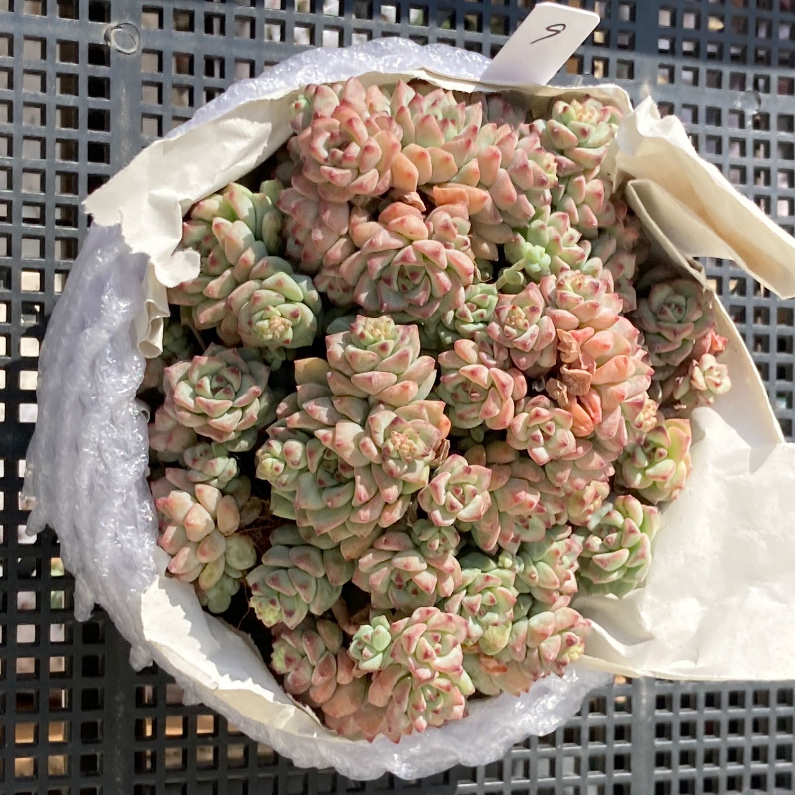 新入荷｜送料込】エケベリア 韓国苗 キャラメルスプライト群生 多肉