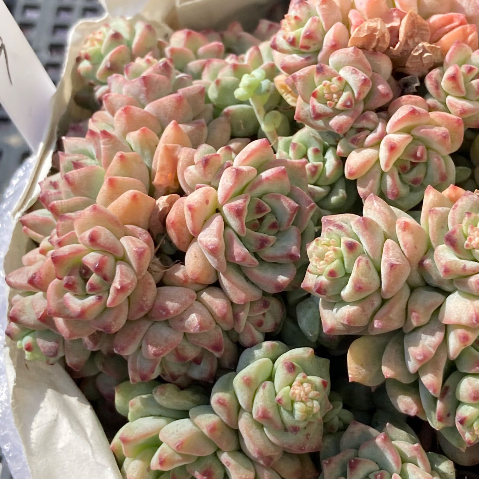 新入荷｜送料込】エケベリア 韓国苗 キャラメルスプライト群生 多肉