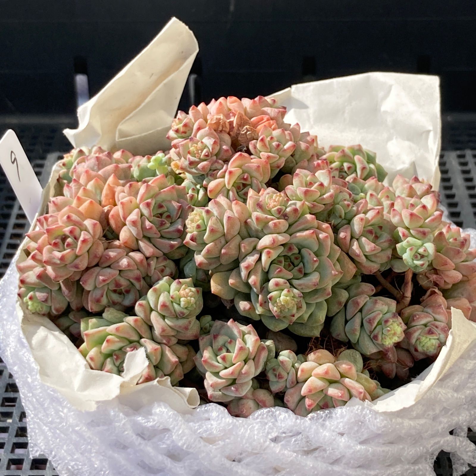 新入荷｜送料込】エケベリア 韓国苗 キャラメルスプライト群生 多肉