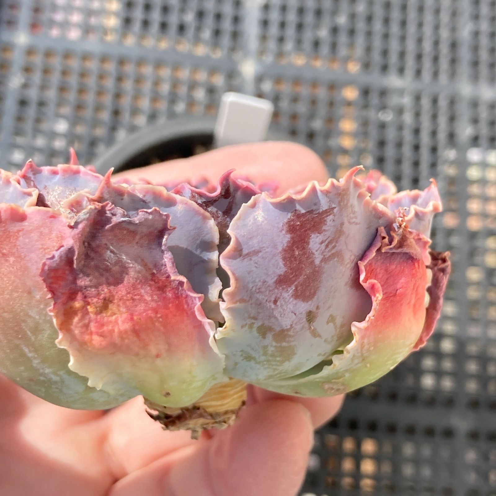 新入荷｜送料込】エケベリア 韓国苗 シャビアナトリュフ 多肉植物