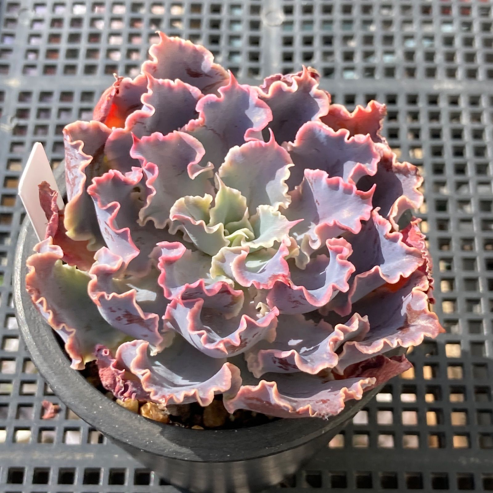 新入荷｜送料込】エケベリア 韓国苗 シャビアナトリュフ 多肉植物