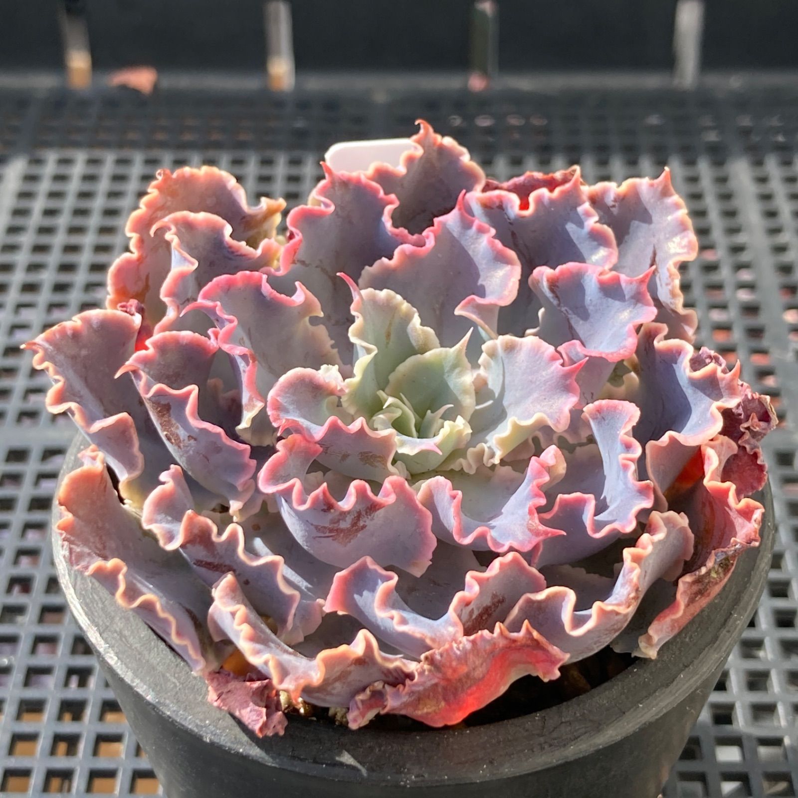 新入荷｜送料込】エケベリア 韓国苗 シャビアナトリュフ 多肉植物