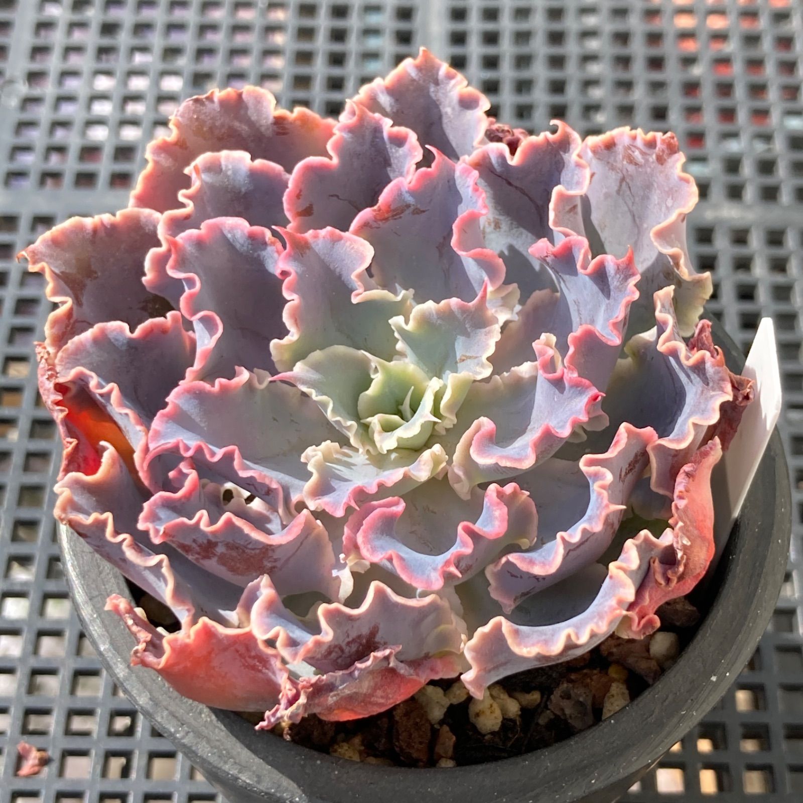 新入荷｜送料込】エケベリア 韓国苗 シャビアナトリュフ 多肉植物