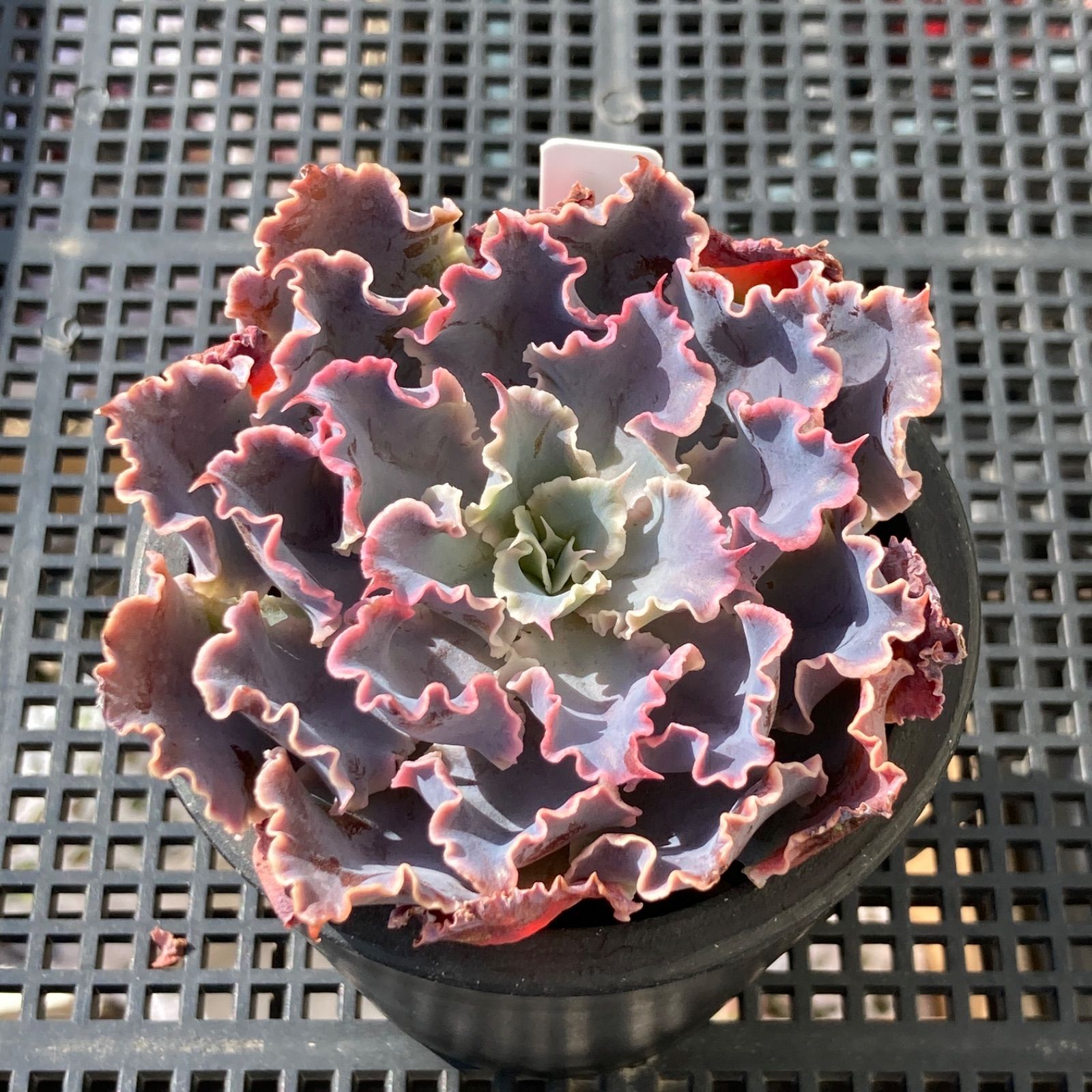 新入荷｜送料込】エケベリア 韓国苗 シャビアナトリュフ 多肉植物