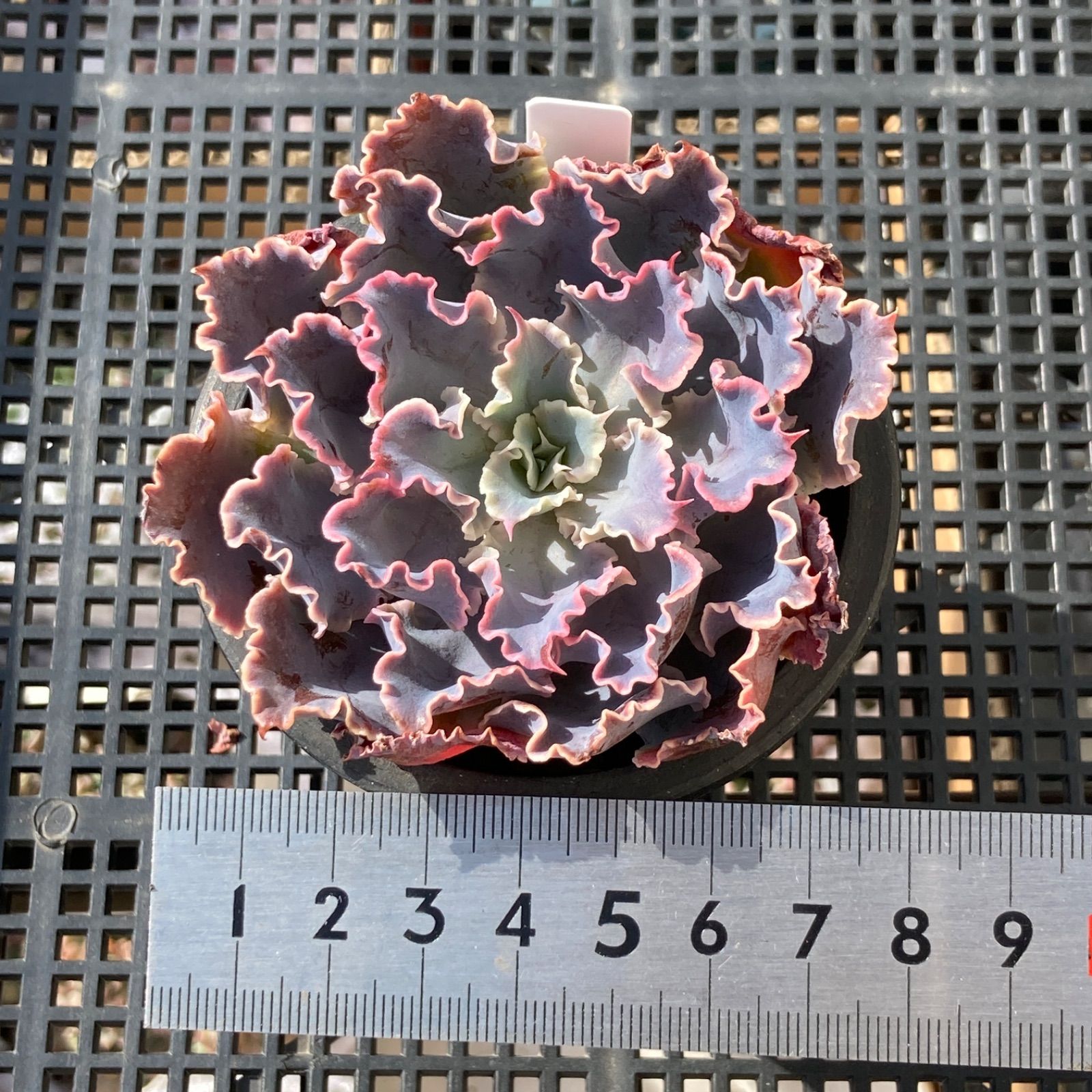 新入荷｜送料込】エケベリア 韓国苗 シャビアナトリュフ 多肉植物