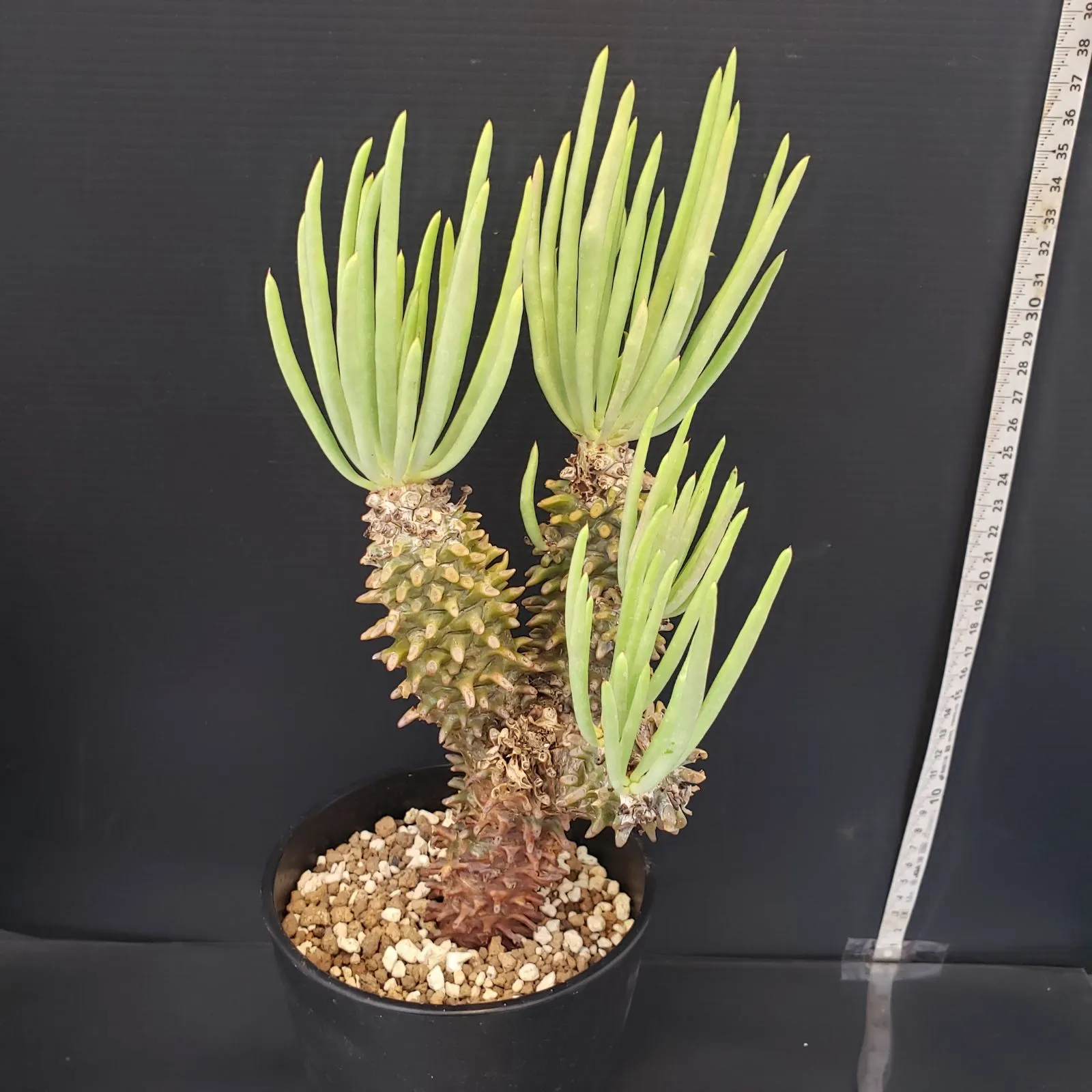 2026年最新】チレコドン ワリチーの人気アイテム - メルカリ