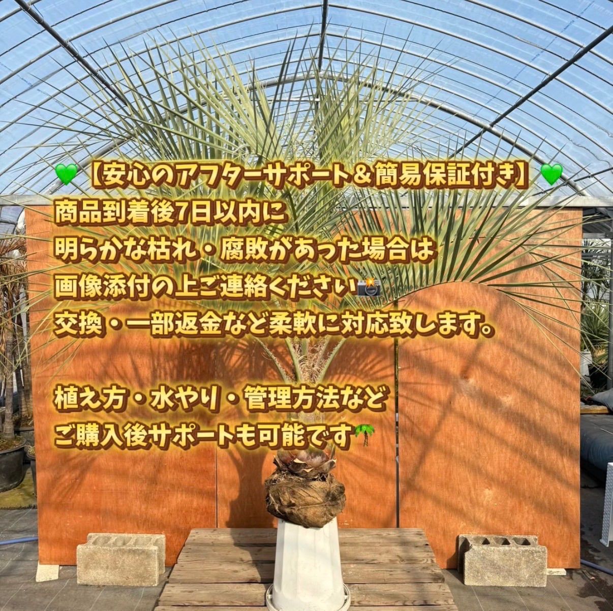 お庭がリゾートに🌴【ココスヤシシルバーリーフ】🌴 - メルカリ
