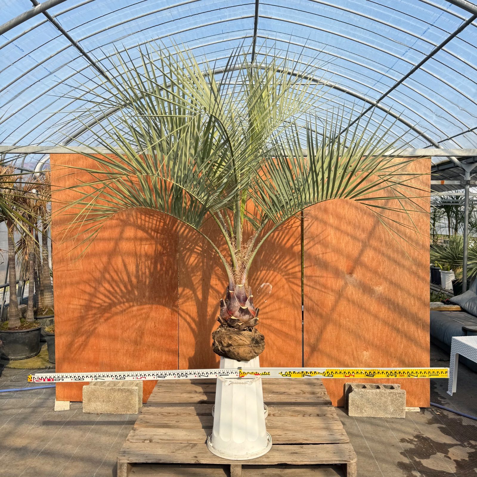 お庭がリゾートに🌴【ココスヤシシルバーリーフ】🌴 - メルカリ