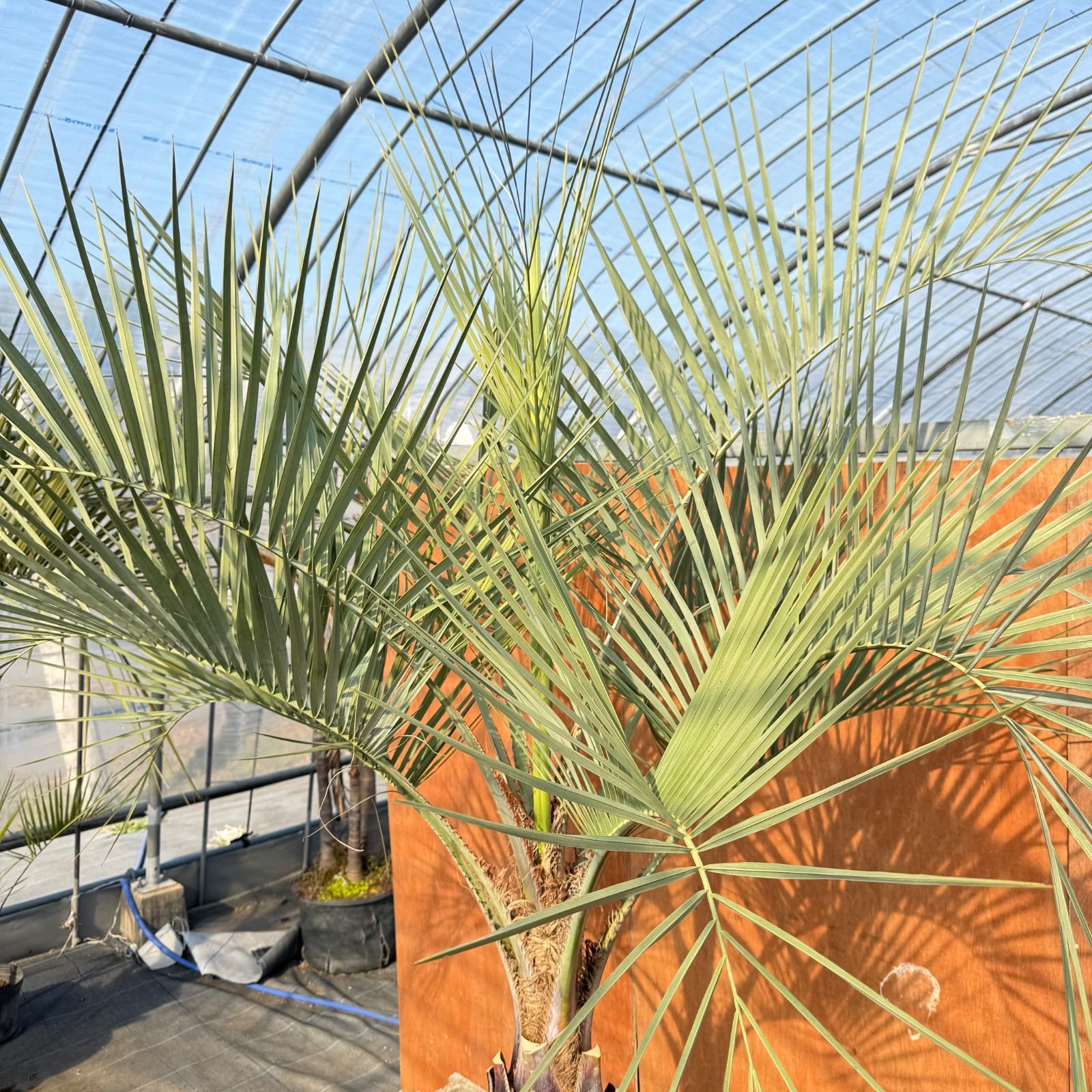 お庭がリゾートに🌴【ココスヤシシルバーリーフ】🌴 - メルカリ