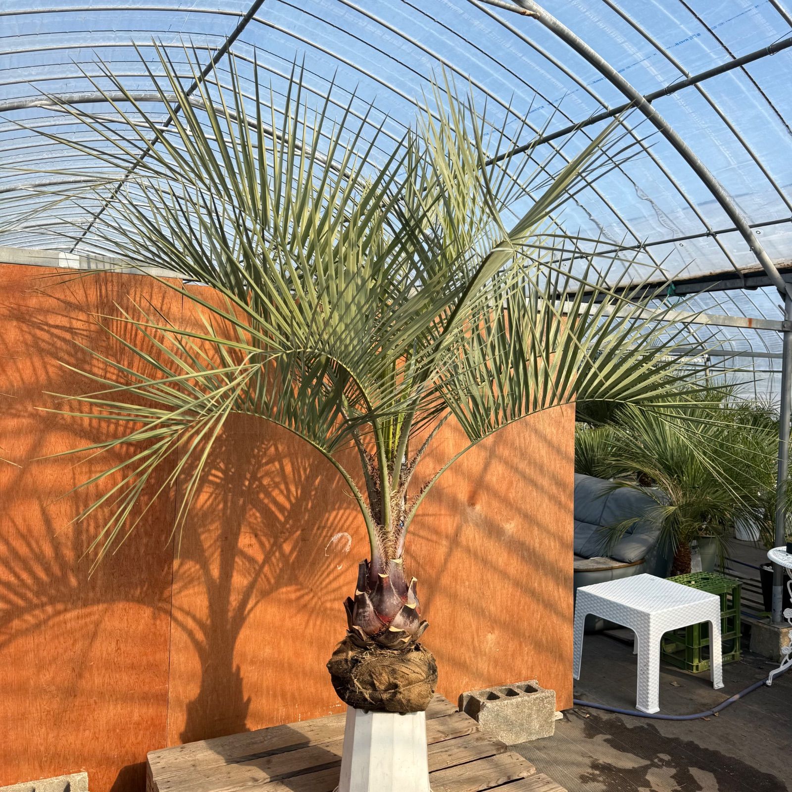 お庭がリゾートに🌴【ココスヤシシルバーリーフ】🌴 - メルカリ