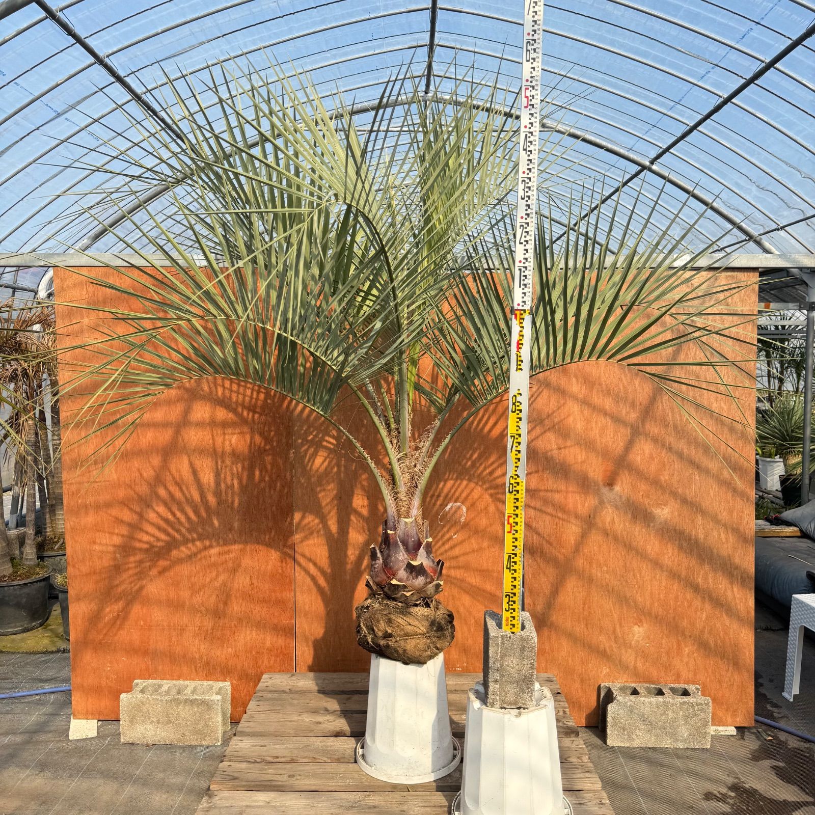 お庭がリゾートに🌴【ココスヤシシルバーリーフ】🌴 - メルカリ