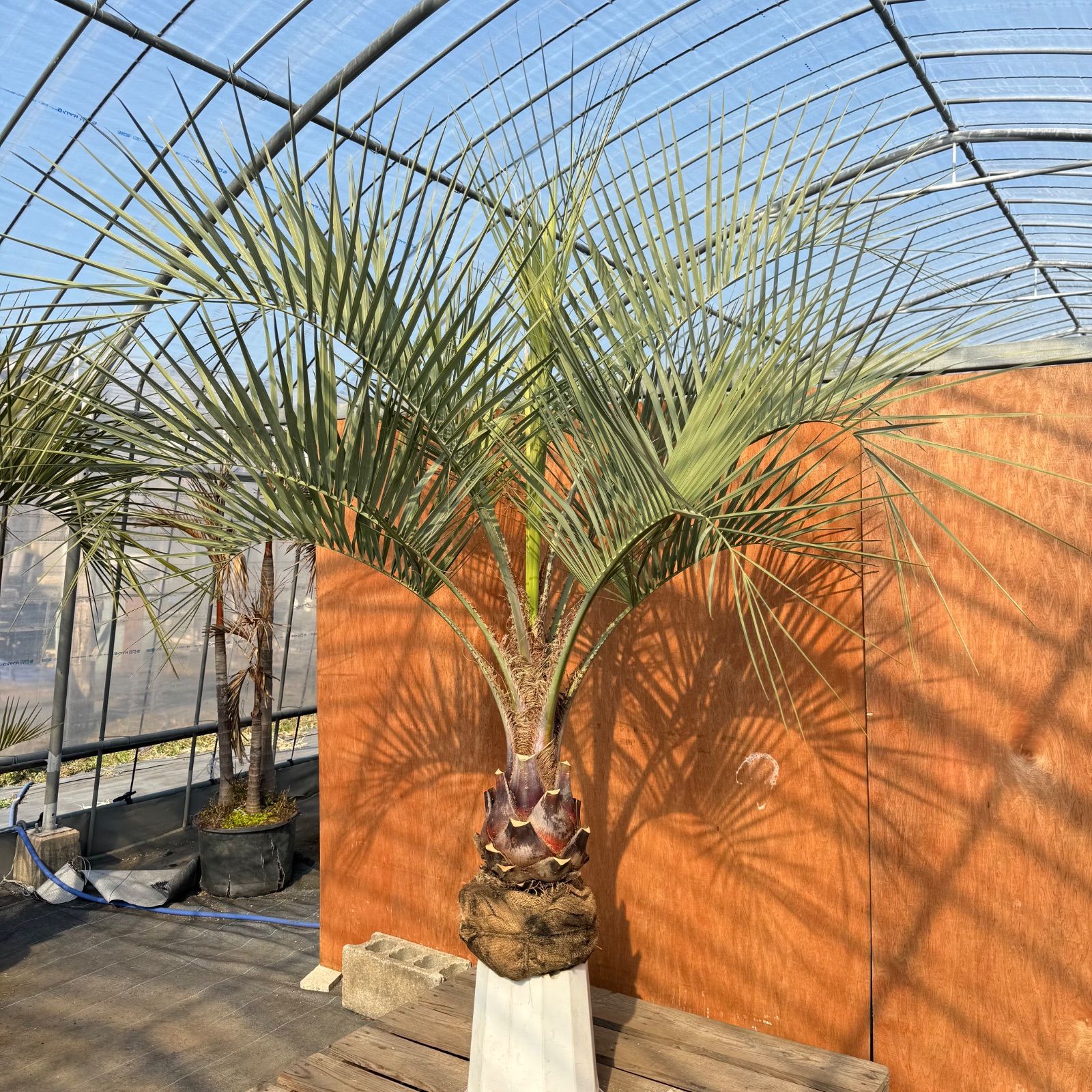 お庭がリゾートに🌴【ココスヤシシルバーリーフ】🌴 - メルカリ