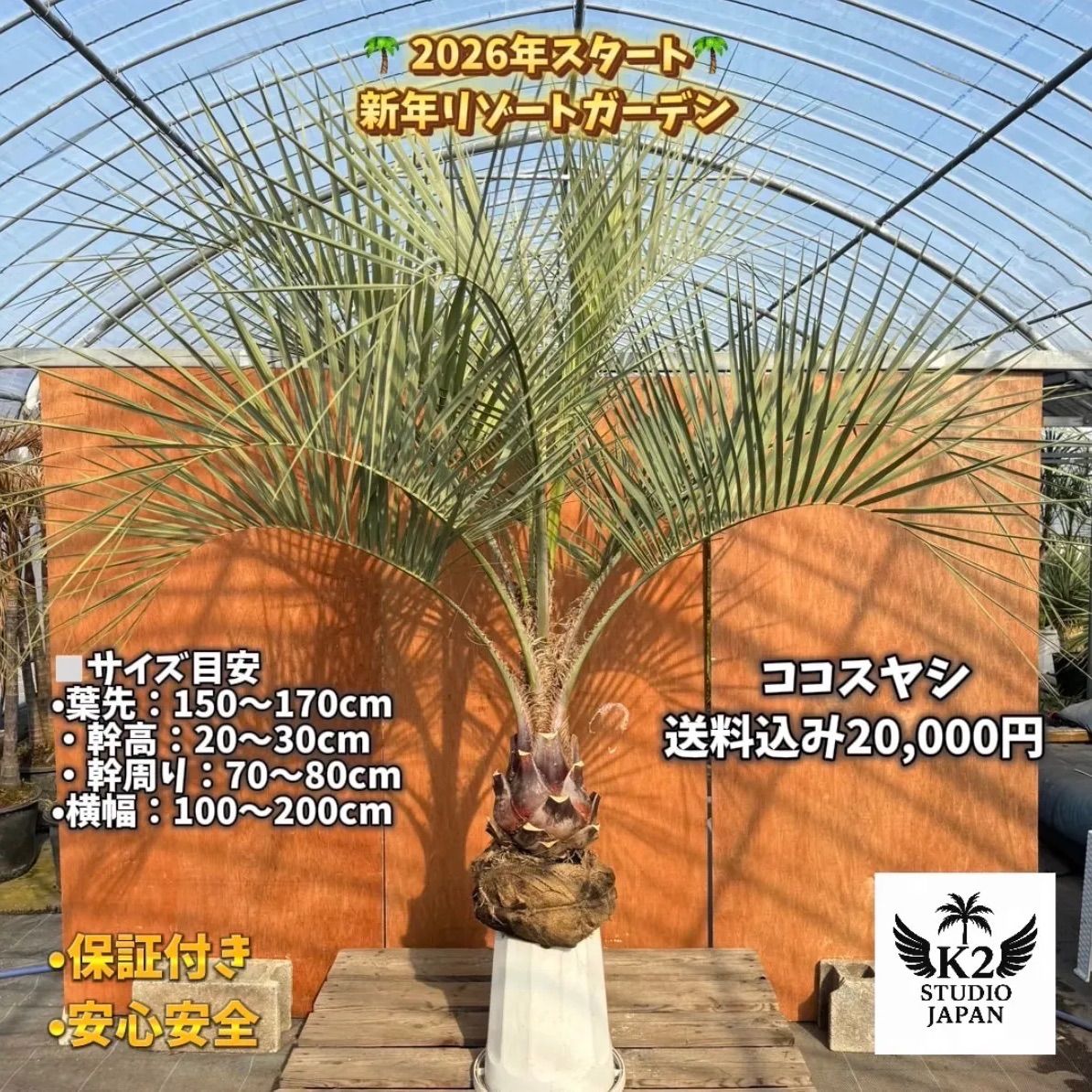 ココスヤシ シルバーリーフ高さ130cm 幹回り50cm 幹高110cm ココスヤシ 