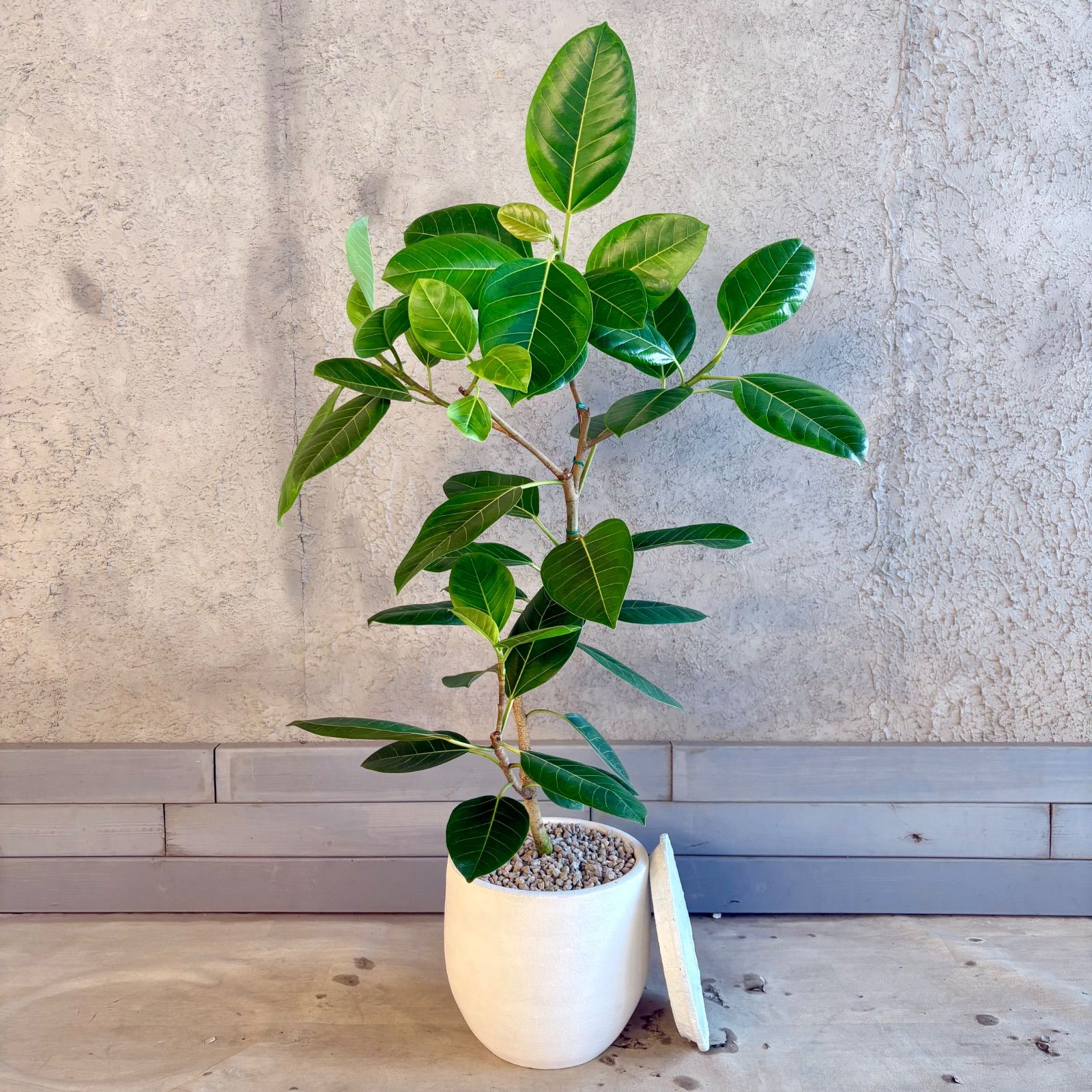 特大　フィカス アルテシマ　曲がり仕立て　9号　陶器鉢　植え込み発送 大型 美形 曲がり仕立て フィカス アルテシマ 9号 テラコッタ鉢植え