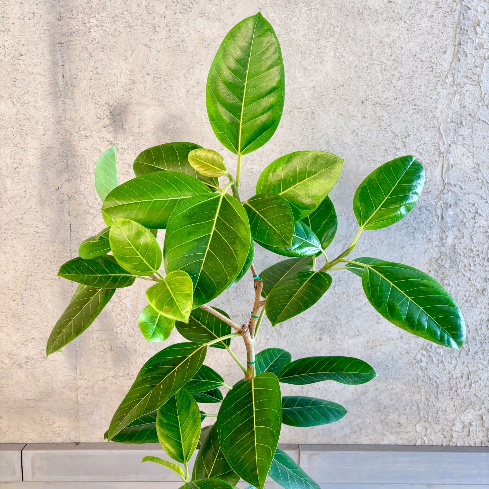 特大　フィカス アルテシマ　曲がり仕立て　9号　陶器鉢　植え込み発送 大型 美形 曲がり仕立て フィカス アルテシマ 9号 テラコッタ鉢植え