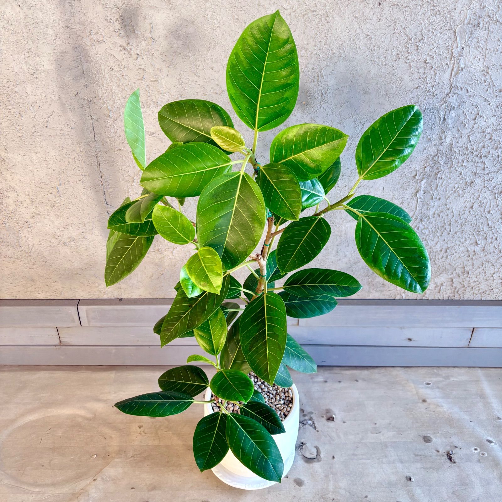 特大　フィカス アルテシマ　曲がり仕立て　9号　陶器鉢　植え込み発送 大型 美形 曲がり仕立て フィカス アルテシマ 9号 テラコッタ鉢植え