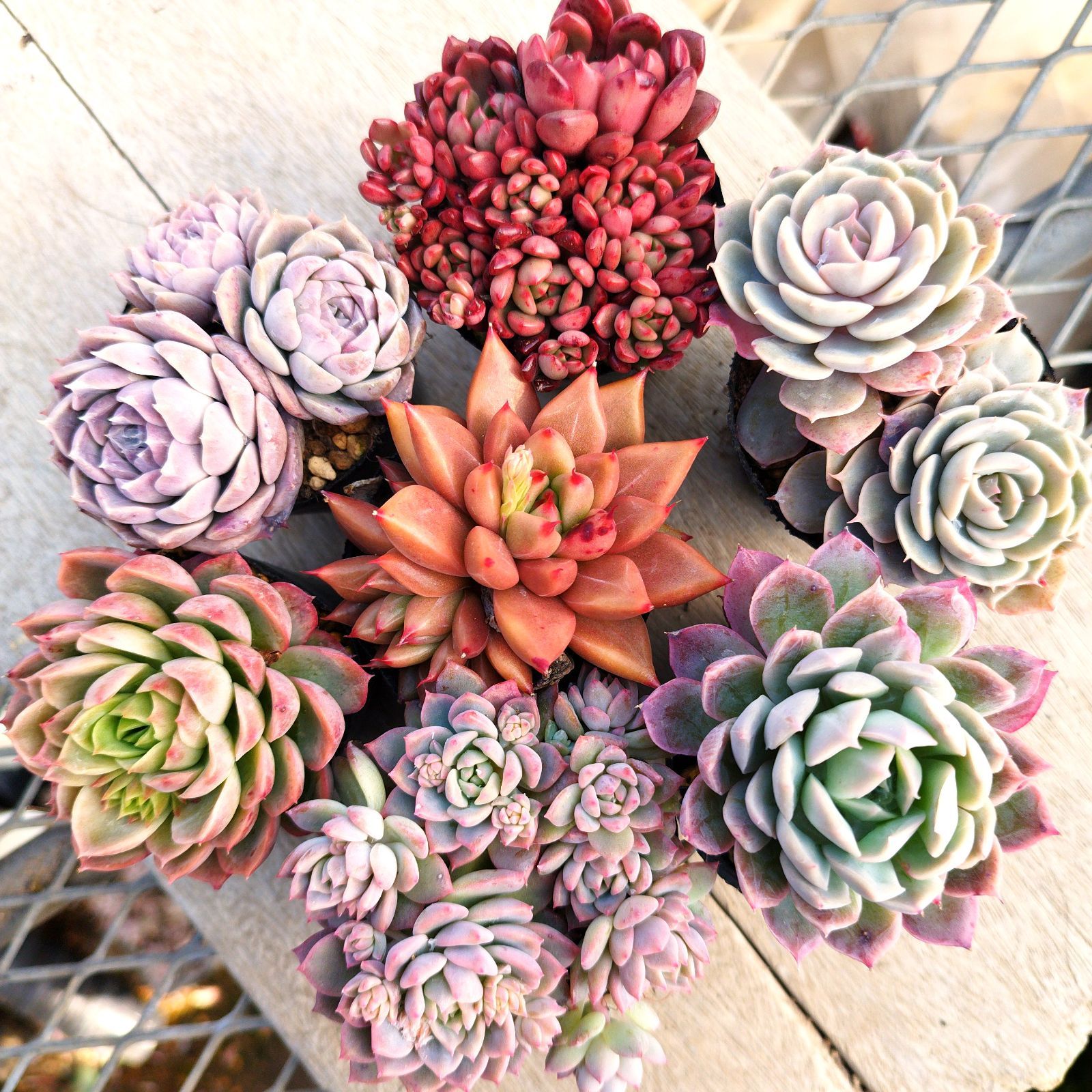 多肉植物 エケベリア 7種セット ec3 抜き苗 - メルカリ