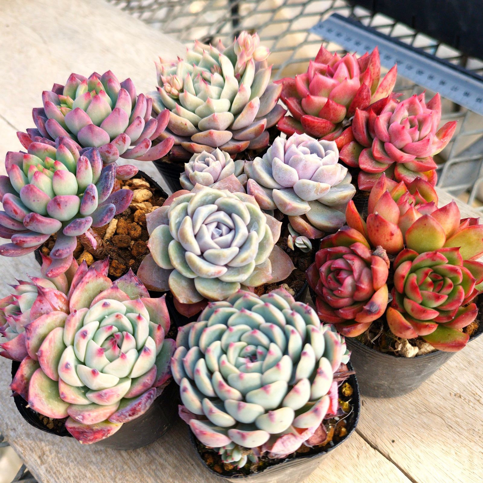 多肉植物 エケベリア 7種セット ec5 抜き苗 - メルカリ