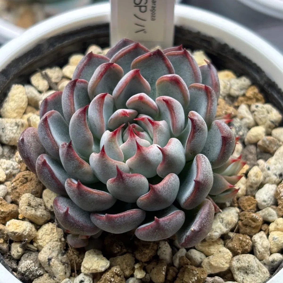 ☆超レア美苗！☆ザラゴーサSPノバ（子株2付き）多肉植物（土ポット