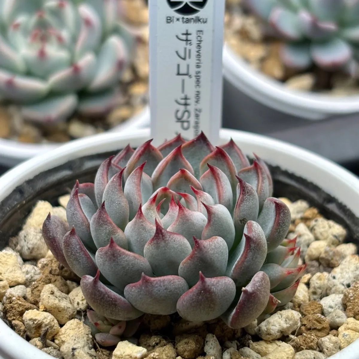 ☆超レア美苗！☆ザラゴーサSPノバ（子株2付き）多肉植物（土ポット