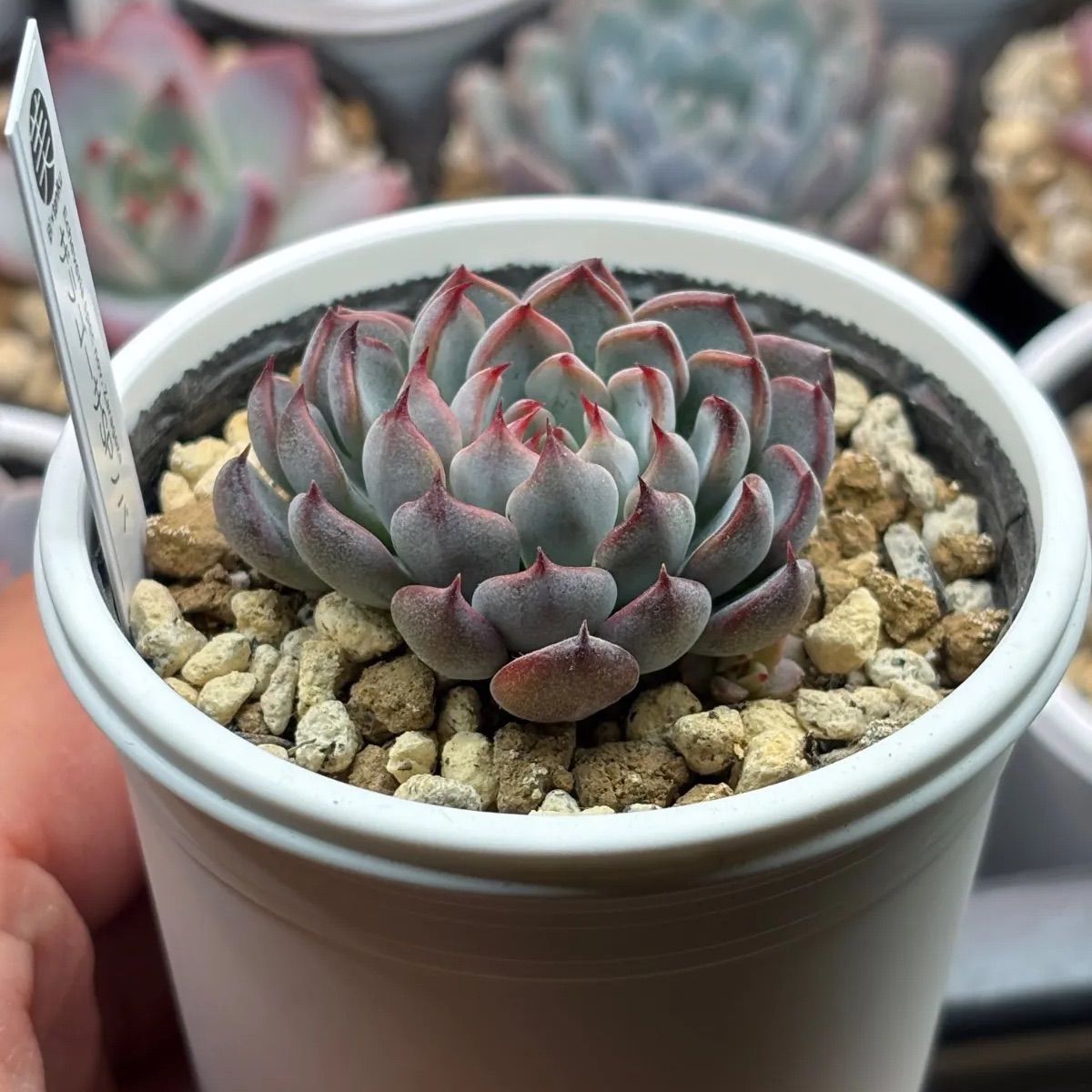 ☆超レア美苗！☆ザラゴーサSPノバ（子株2付き）多肉植物（土ポット