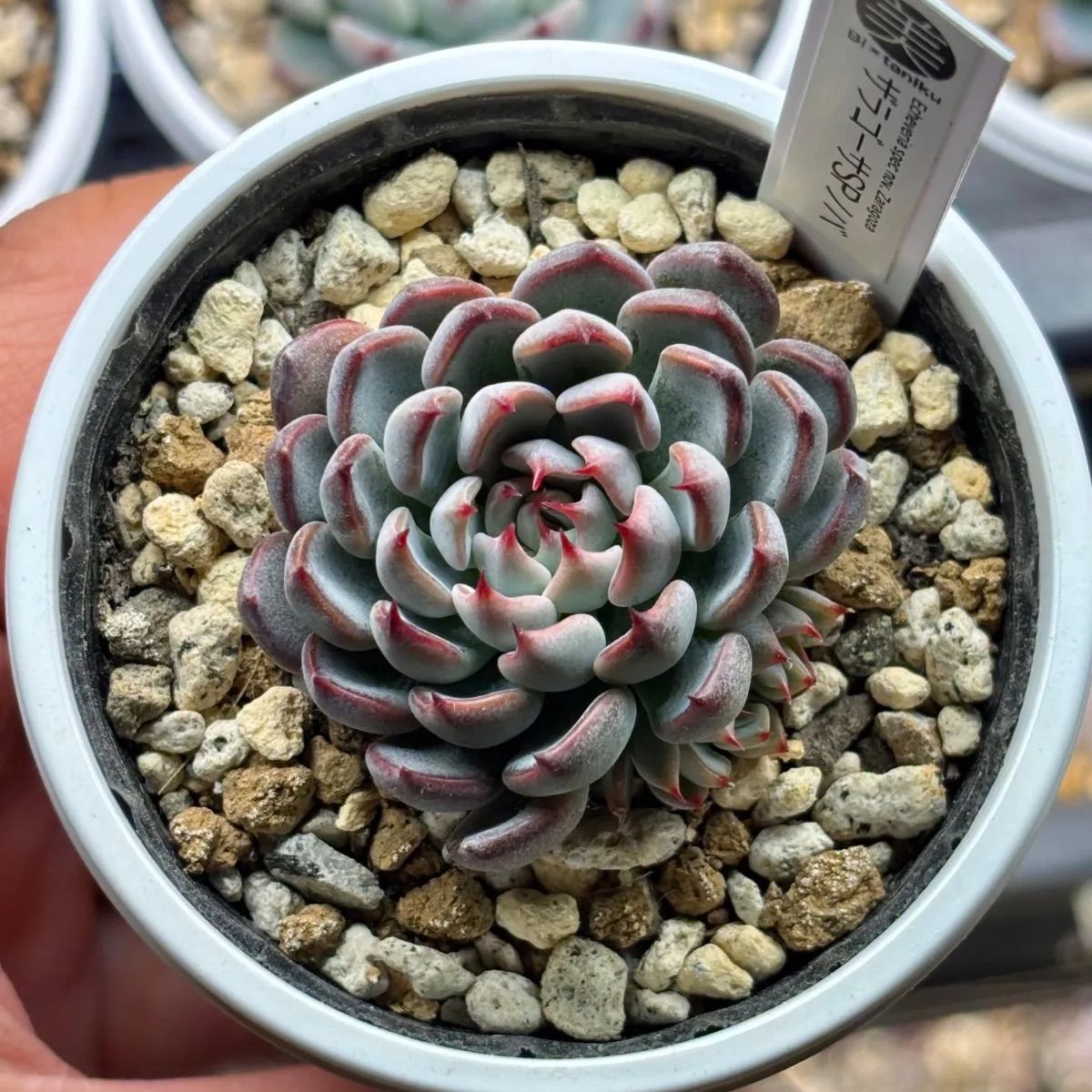 ☆超レア美苗！☆ザラゴーサSPノバ（子株2付き）多肉植物（土ポット