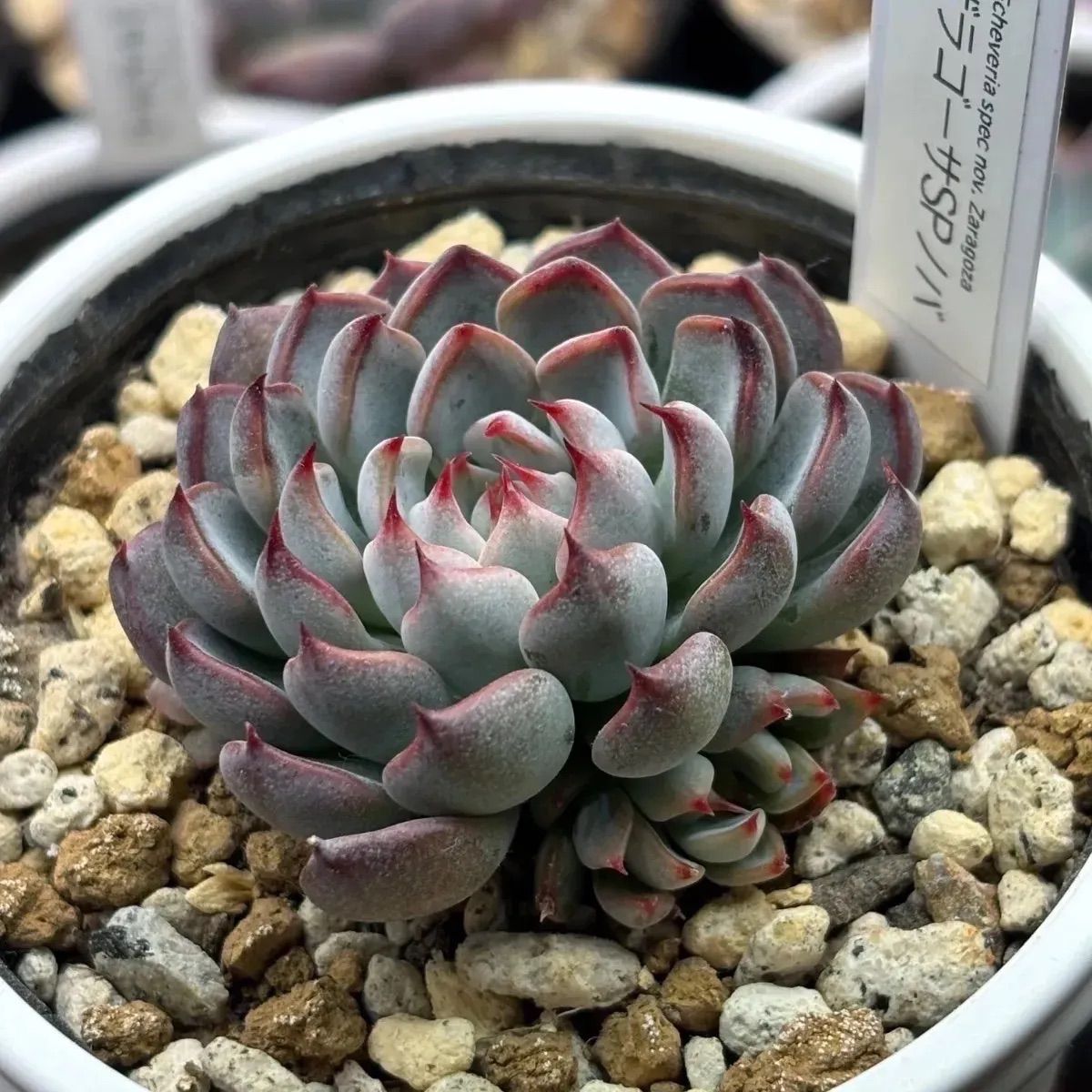 ☆超レア美苗！☆ザラゴーサSPノバ（子株2付き）多肉植物（土ポット