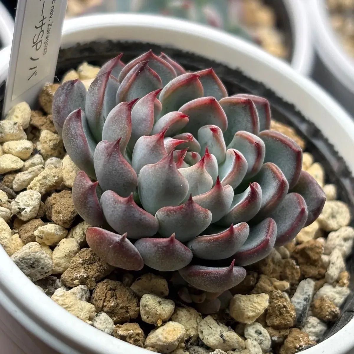 多肉植物　エケベリア　ザラゴーサSPノバ　札付き 花芽付き ☆超レア美苗！☆ザラゴーサSPノバ（子株2付き）多肉植物（土ポット