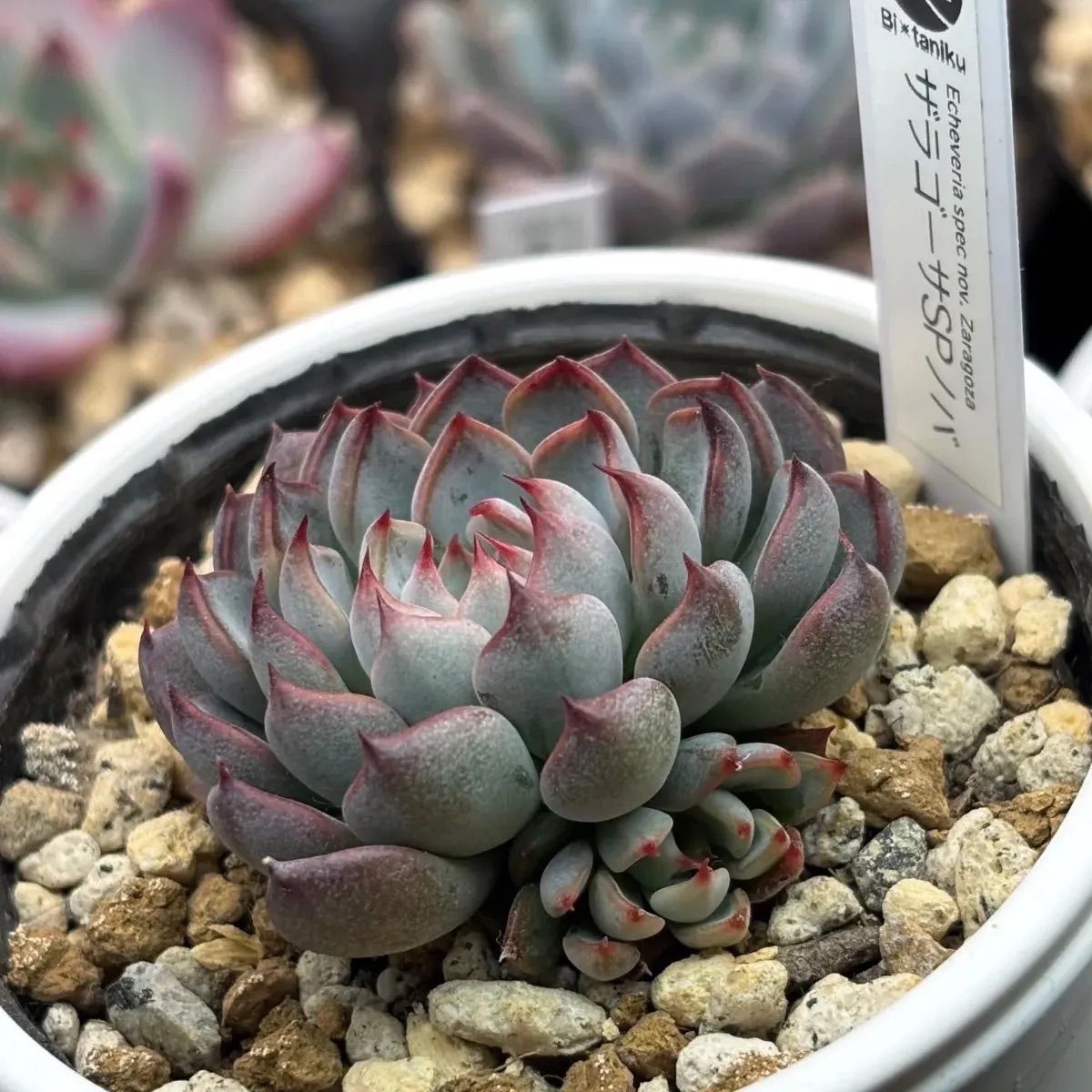 ☆超レア美苗！☆ザラゴーサSPノバ（子株2付き）多肉植物（土ポット