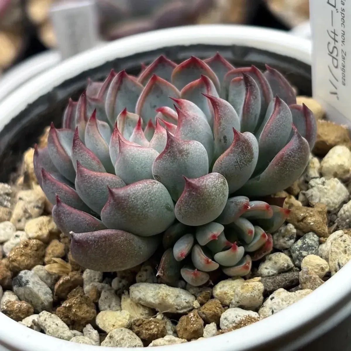 ☆超レア美苗！☆ザラゴーサSPノバ（子株2付き）多肉植物（土ポット