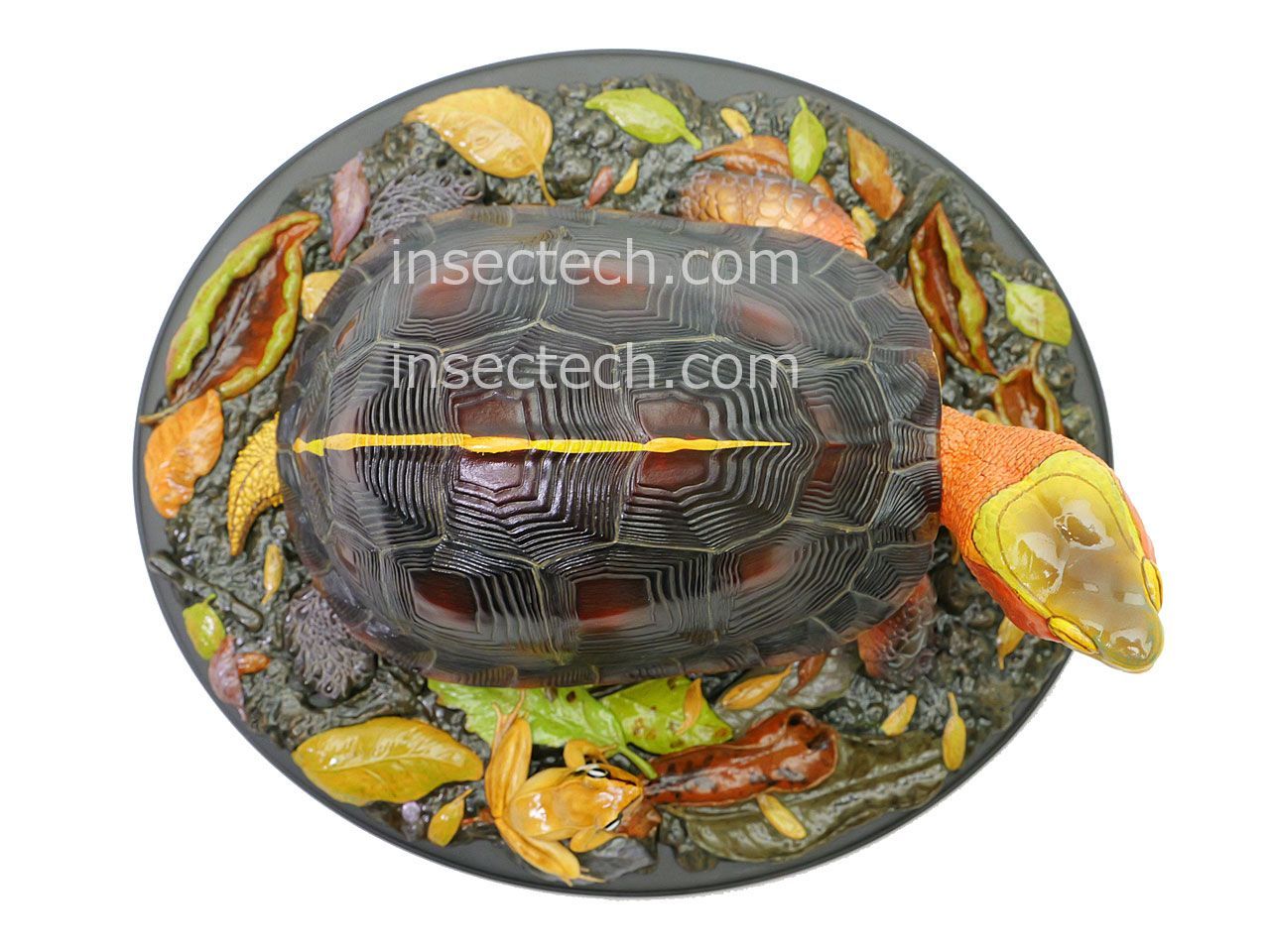 新！【動物の惑星 写実シリーズ】第四弾 初回アカガエル付属