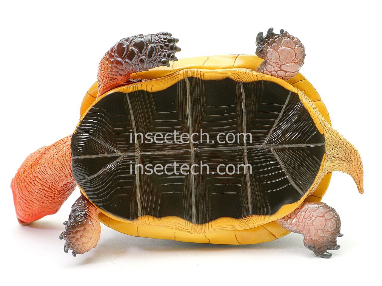 新！【動物の惑星 写実シリーズ】第四弾 初回アカガエル付属