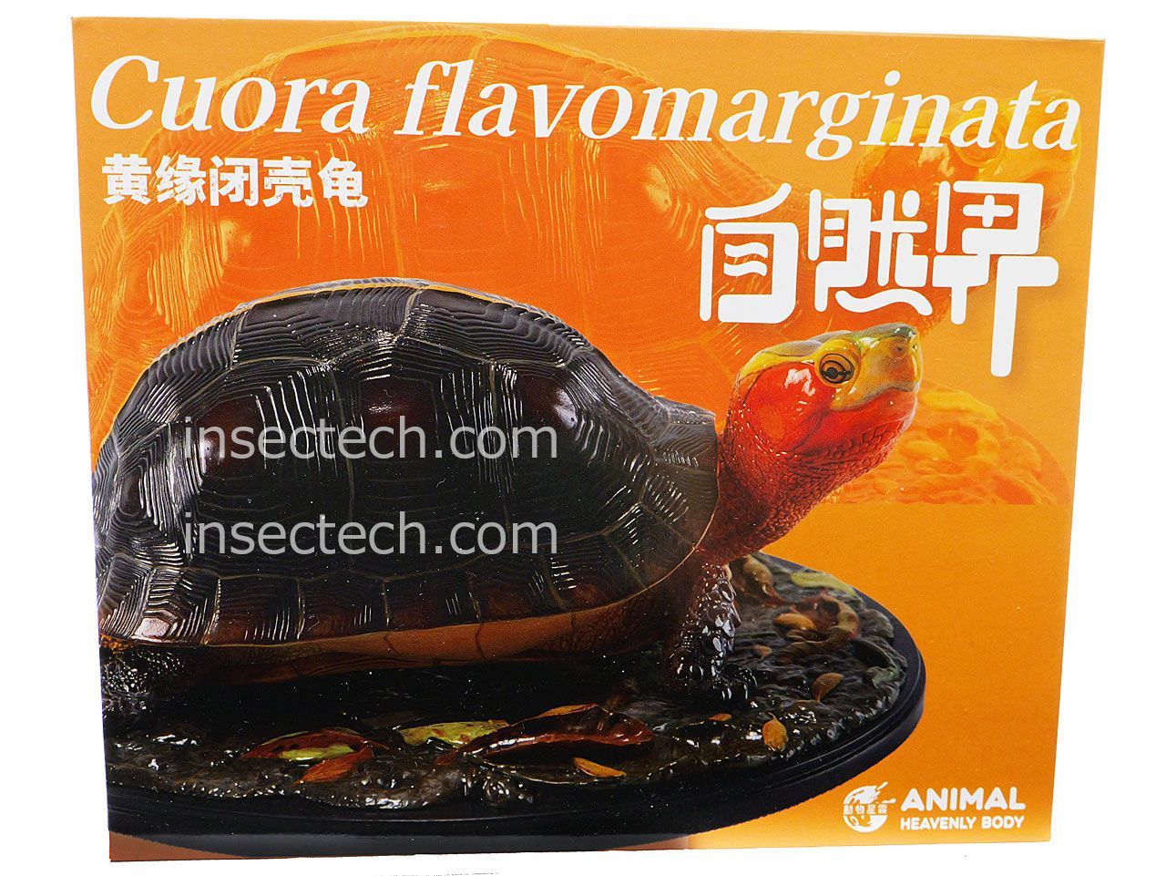 新！【動物の惑星 写実シリーズ】第四弾 初回アカガエル付属