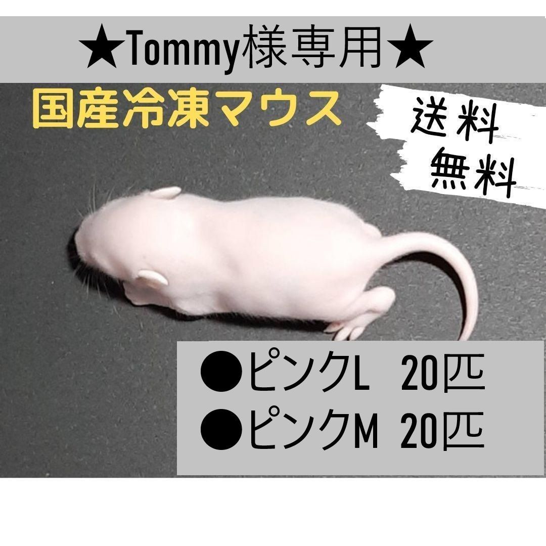 ☆Tommy様専用☆国産冷凍マウスピンクL20匹 ピンクM20匹(送料無料一部