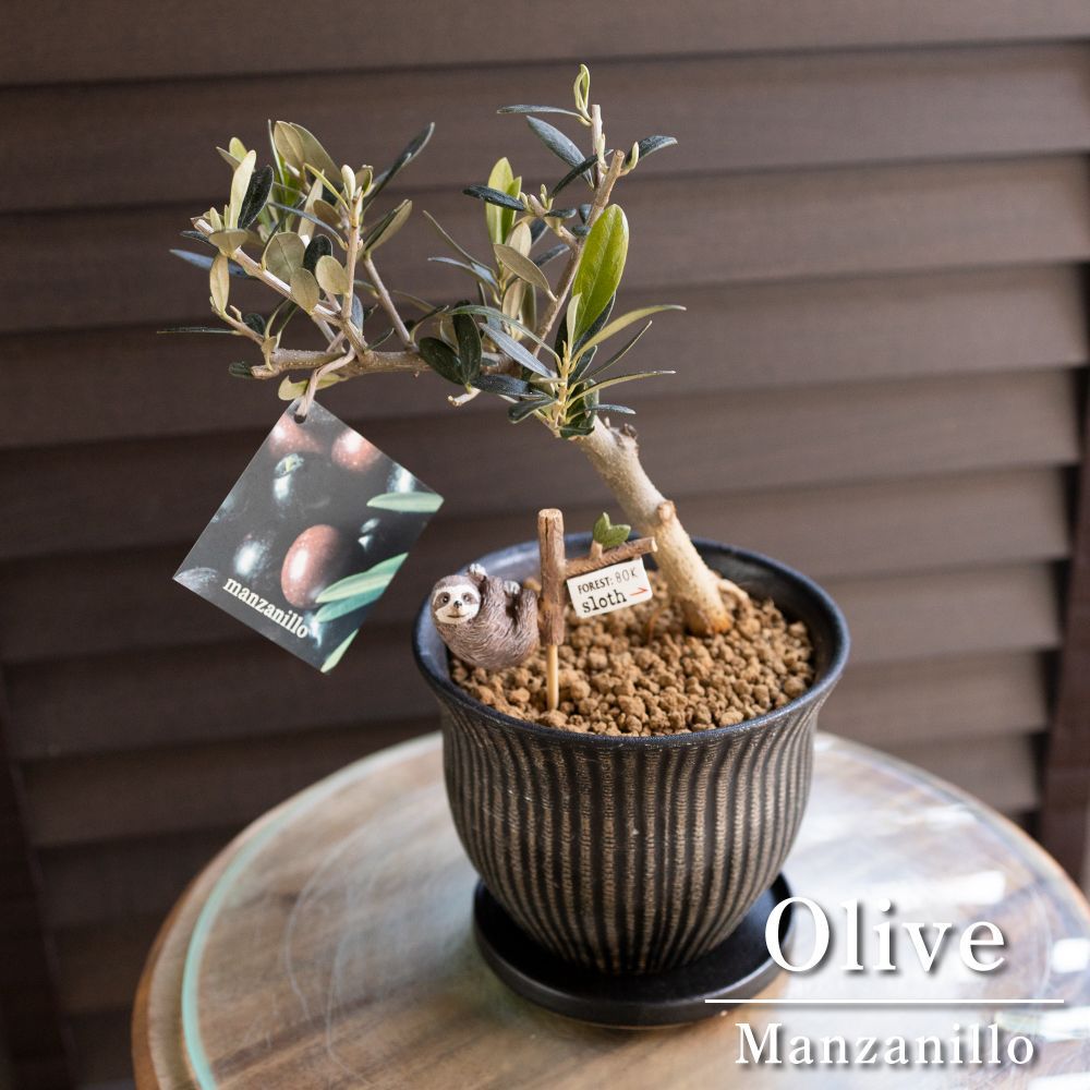 創樹 Olive オリーブの木 根上がり 盆栽 陶器鉢 SOUJU Manzanillo