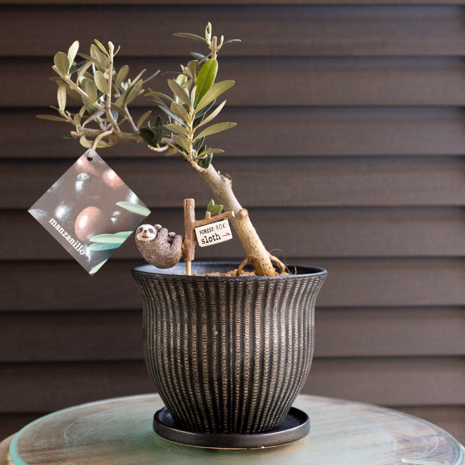 創樹 Olive オリーブの木 根上がり 盆栽 陶器鉢 SOUJU Manzanillo